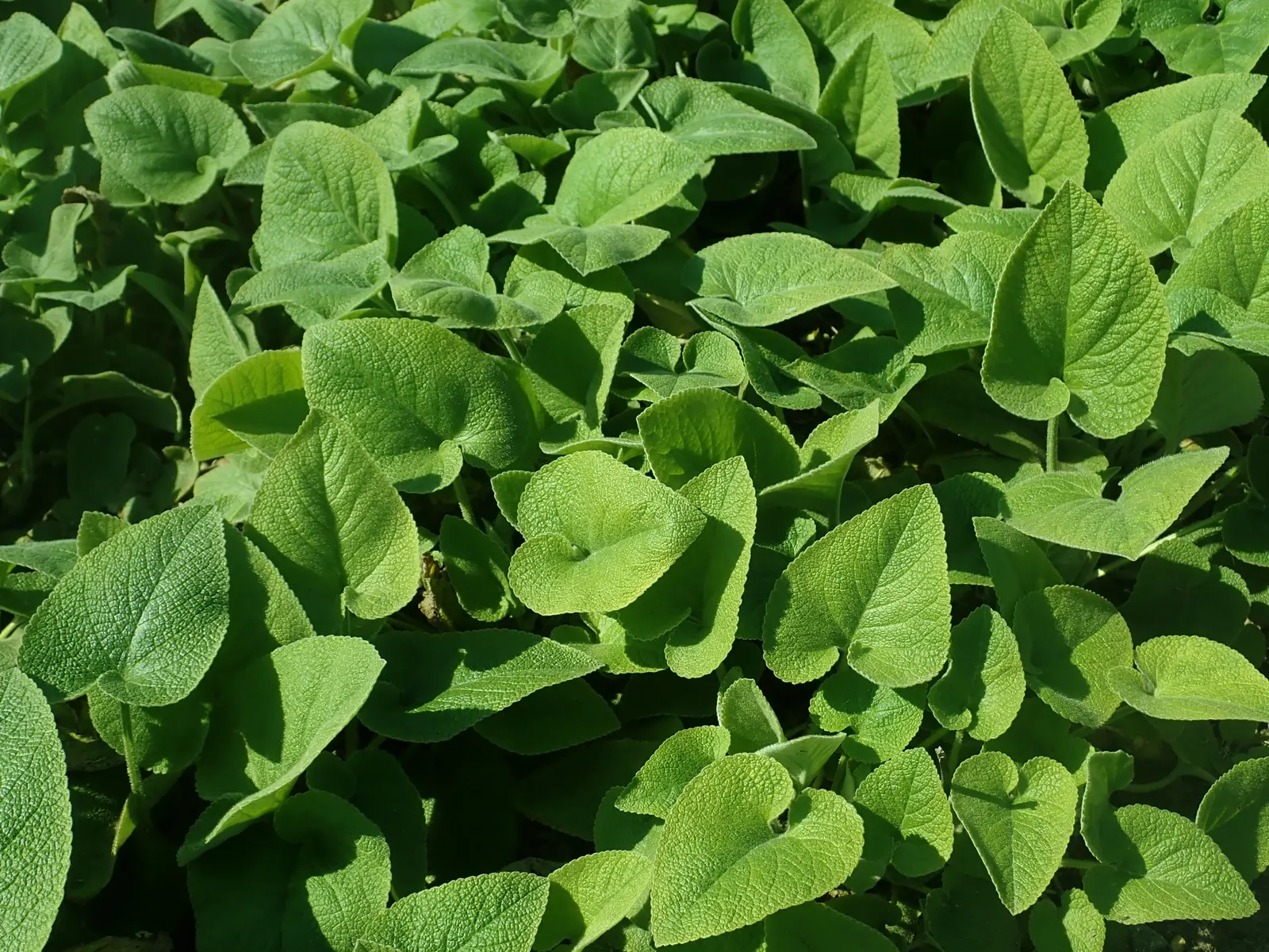 Sticky Jerusalem Sage (Phlomis russeliana) — perennial / shrub with yellow blooms; woolly leaves that can grow up to 4 inches long
