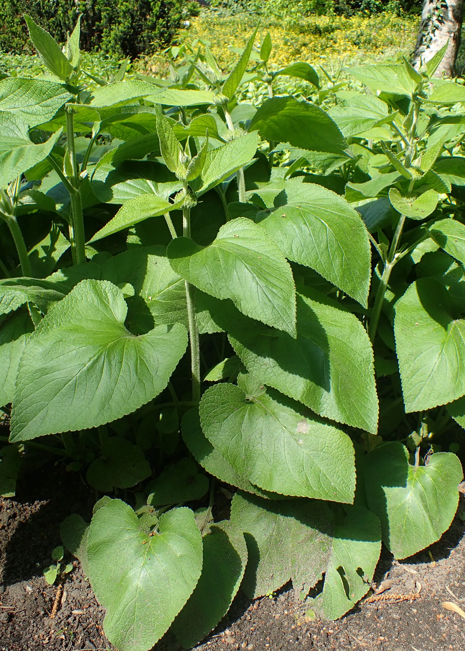Sticky Jerusalem Sage (Phlomis russeliana) — perennial / shrub with yellow blooms