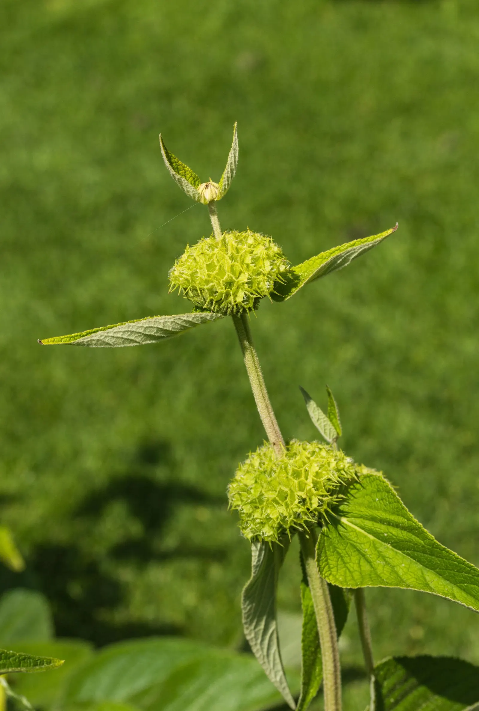 Sticky Jerusalem Sage (Phlomis russeliana) — The Sticky Jerusalem Sage can reach heights of approximately 3 to 4 feet and spreads to around 2 to 3 feet