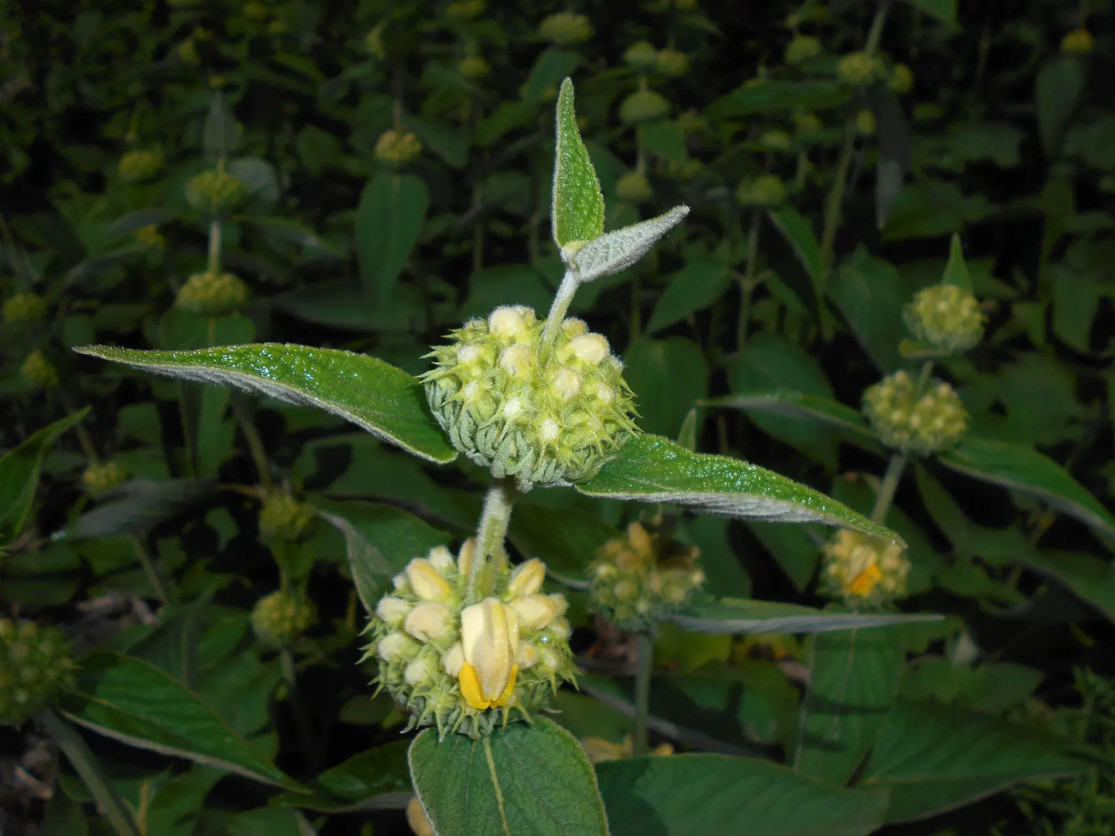 Sticky Jerusalem Sage (Phlomis russeliana) — Adaptable to various soils, it prefers full sun to partial shade; drought-tolerant and deer-resistant
