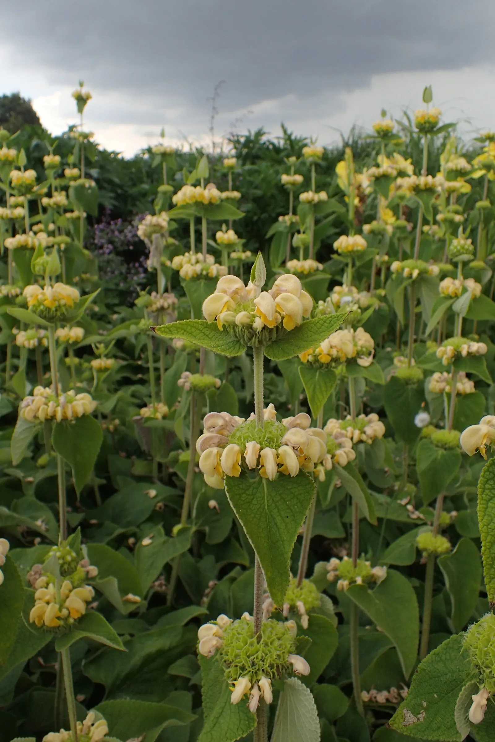 Sticky Jerusalem Sage (Phlomis russeliana) — hooded flowers that encircle the square