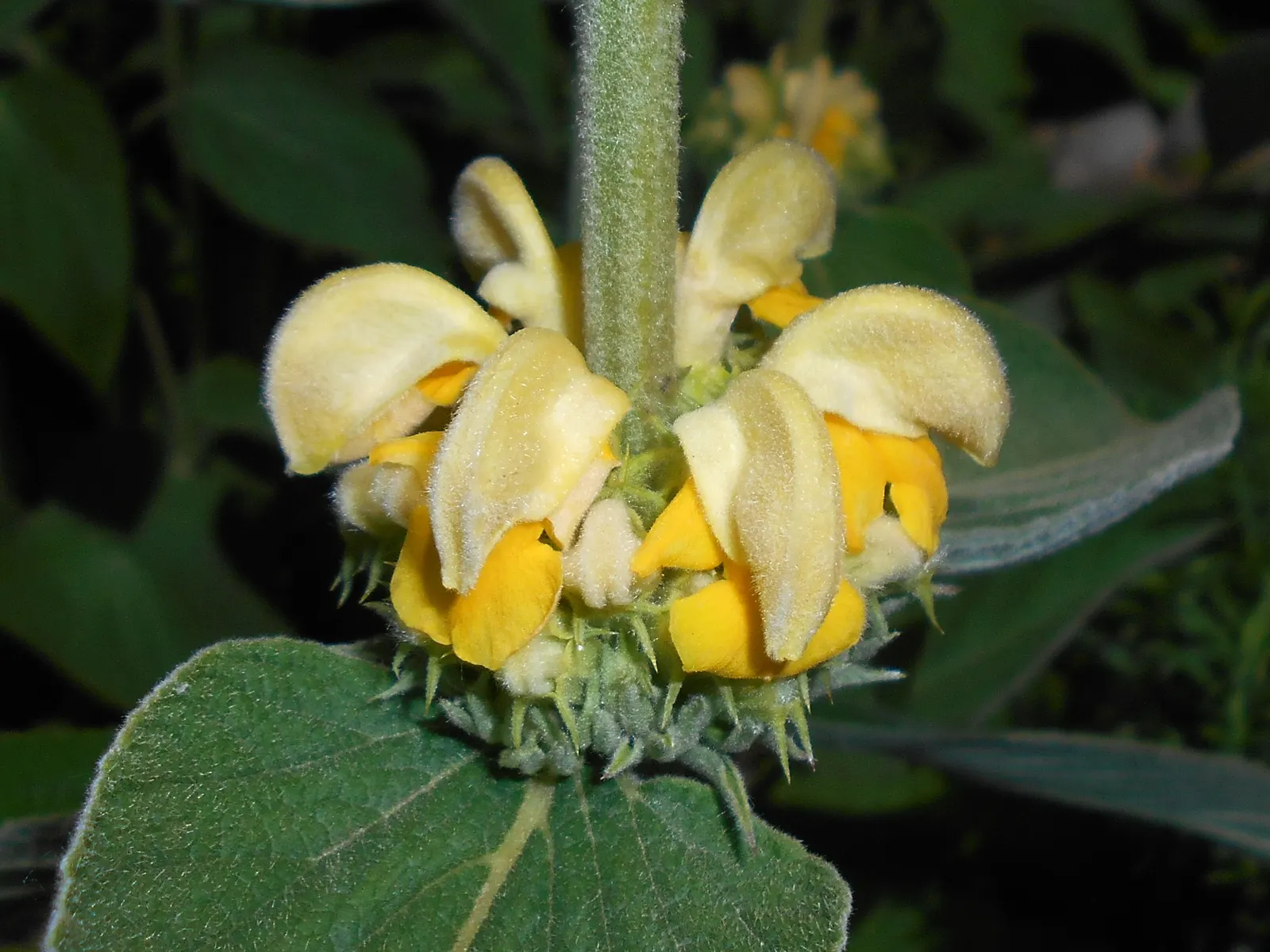 Sticky Jerusalem Sage (Phlomis russeliana) — is a robust perennial with woolly