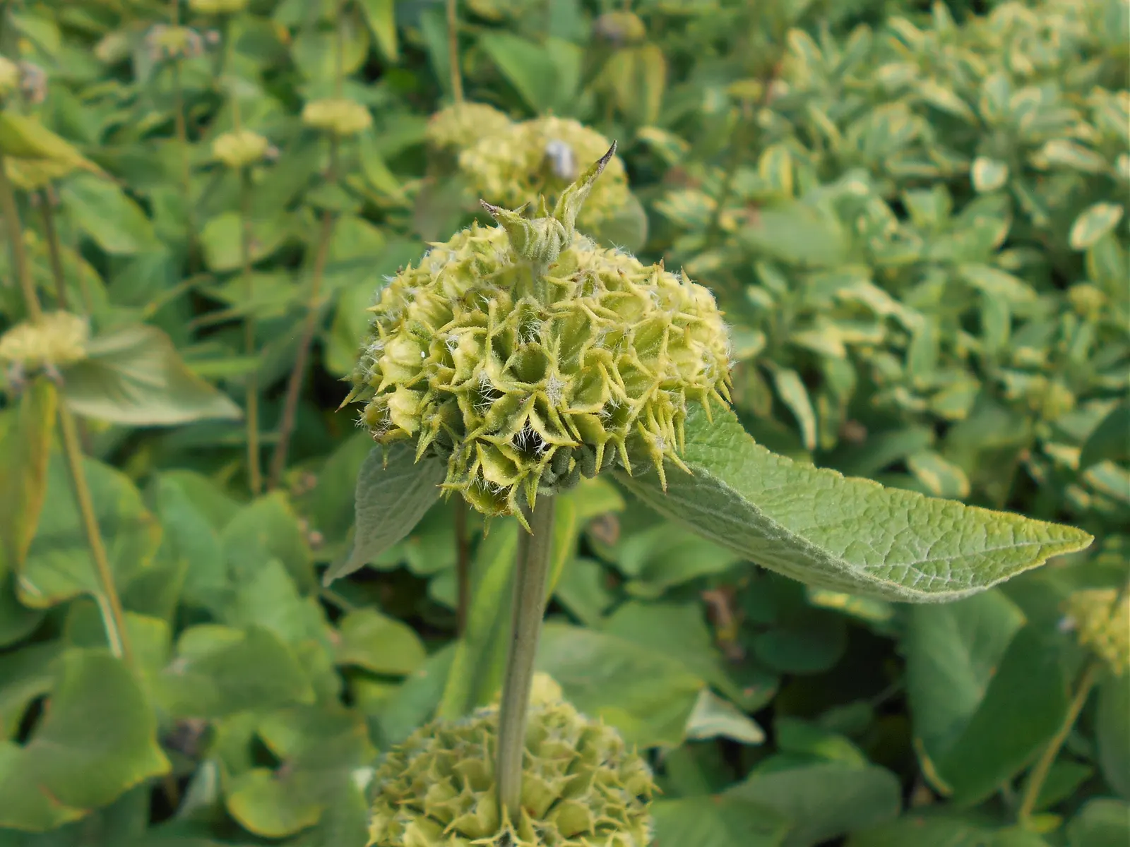 Sticky Jerusalem Sage (Phlomis russeliana) — featuring a rich sage green color; hooded flowers that encircle the square