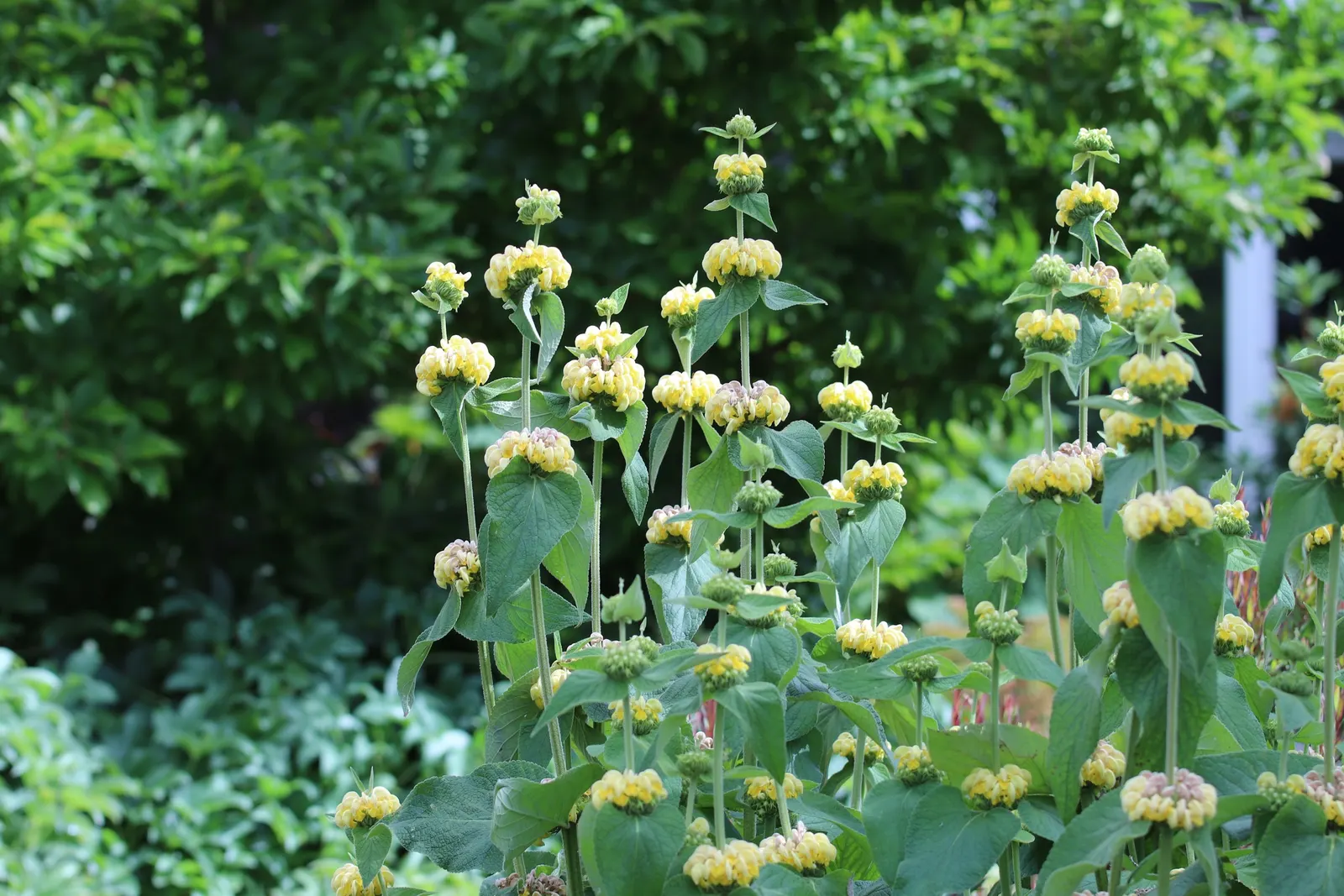 Sticky Jerusalem Sage (Phlomis russeliana) — blooming profusely in late spring to early summer; commonly referred to as the Sticky Jerusalem Sage