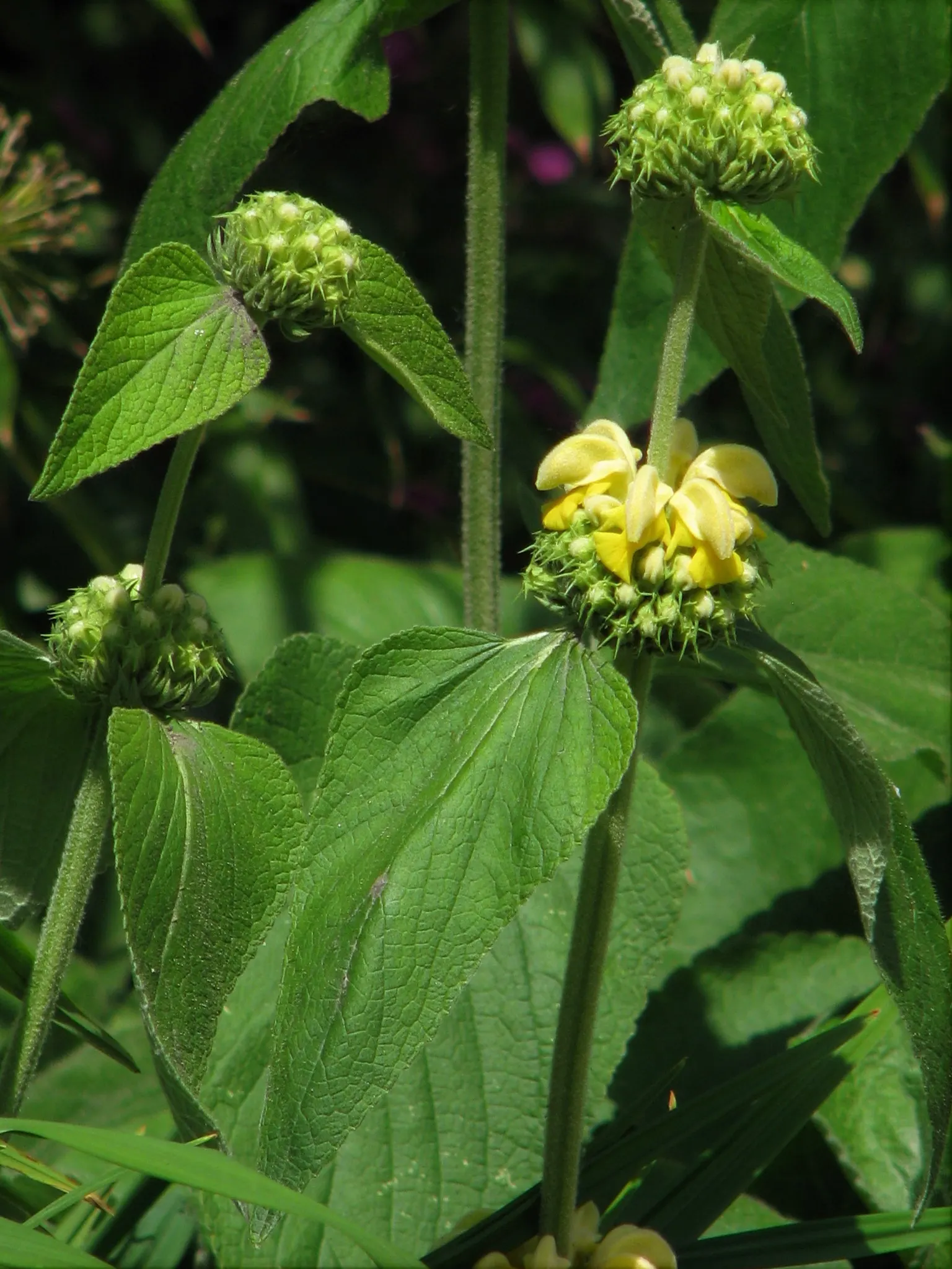 Sticky Jerusalem Sage (Phlomis russeliana) — The robust structure of the Phlomis russeliana's stalks contributes to the winter interest in the garden