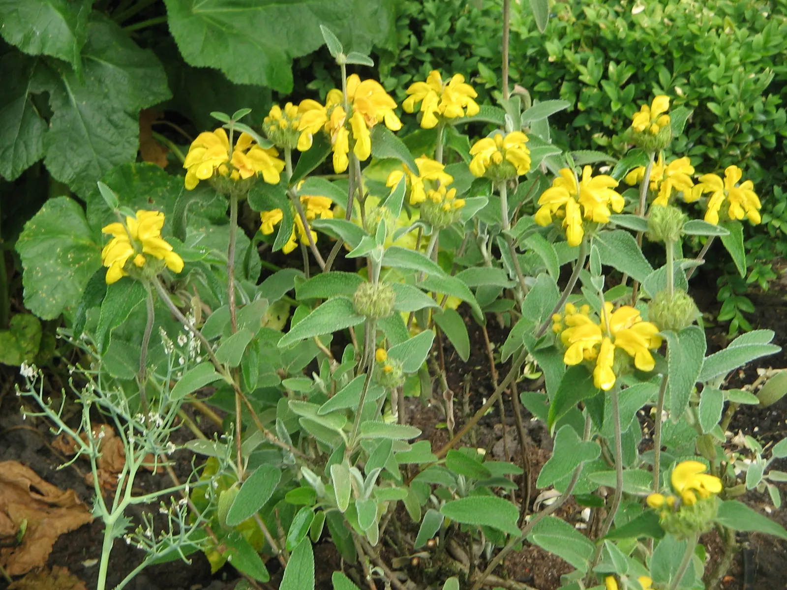 Sticky Jerusalem Sage (Phlomis russeliana) — perennial / shrub for full