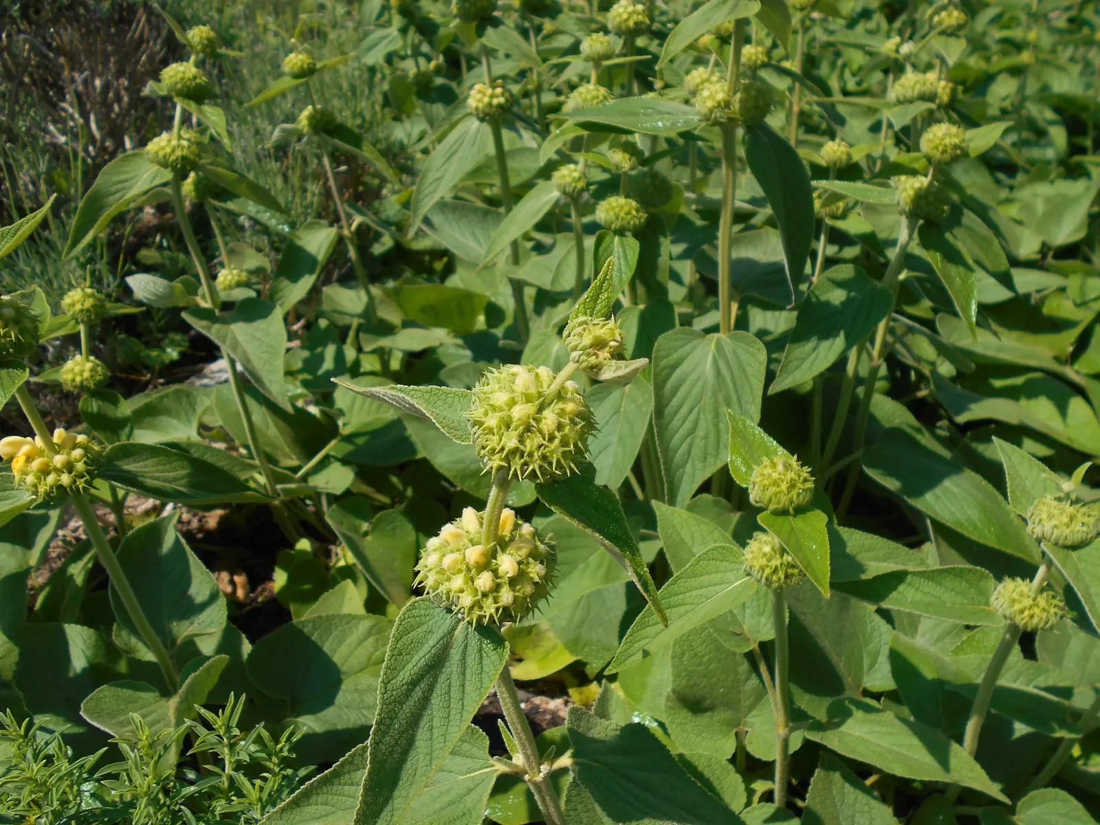 Sticky Jerusalem Sage (Phlomis russeliana) — it provides excellent texture and vertical interest in xeriscapes or Mediterranean gardens