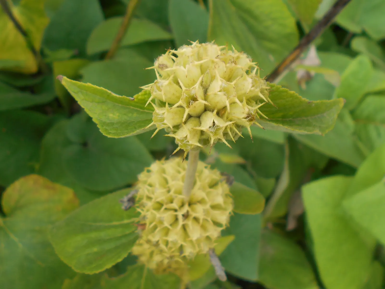 Sticky Jerusalem Sage (Phlomis russeliana) — heart-shaped leaves and captivating whorls of yellow; the leaves are slightly sticky to the touch, hence the