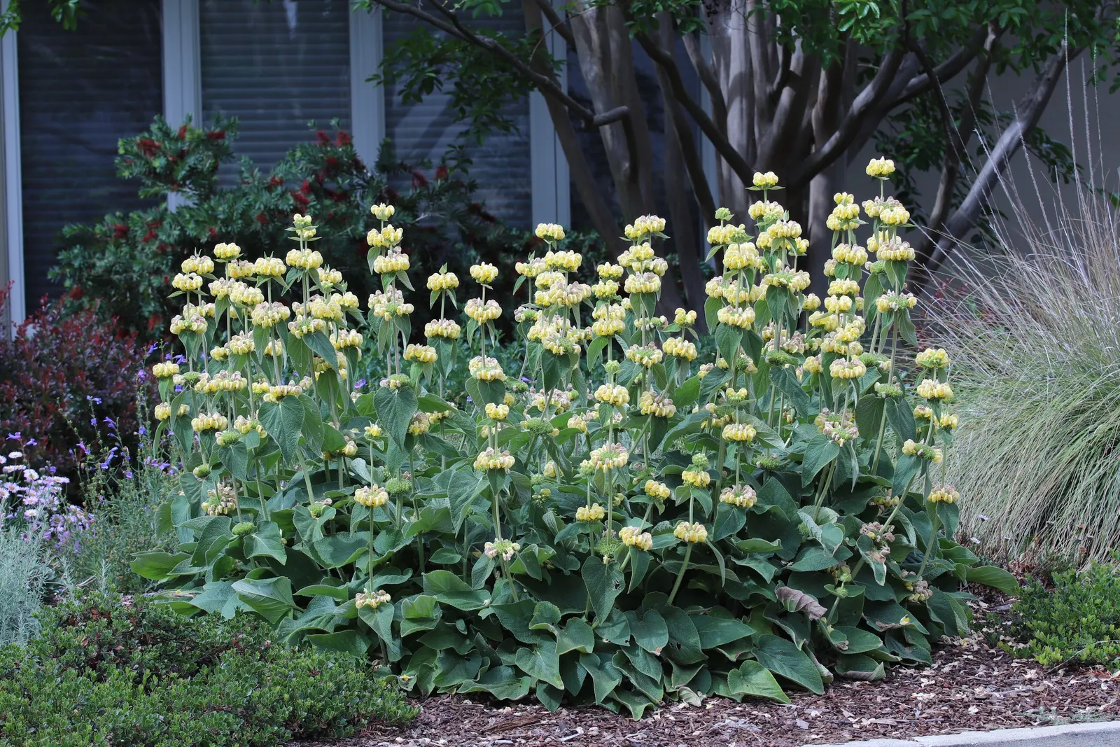 Sticky Jerusalem Sage (Phlomis russeliana) — with deadheading the spent flowers typically sufficient to encourage a neat appearance and a second bloom; these