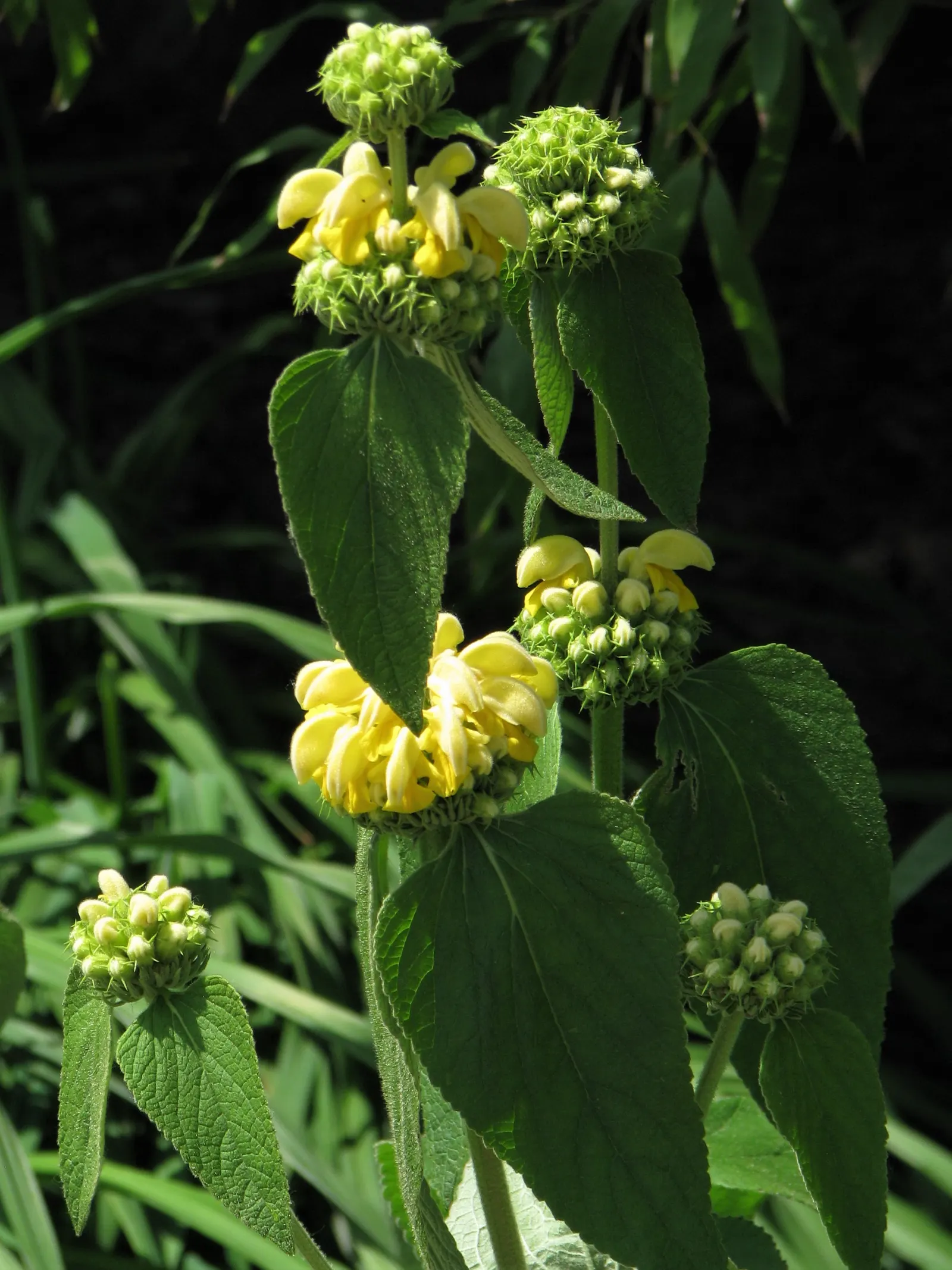 Sticky Jerusalem Sage (Phlomis russeliana) — yellow flowers in the garden