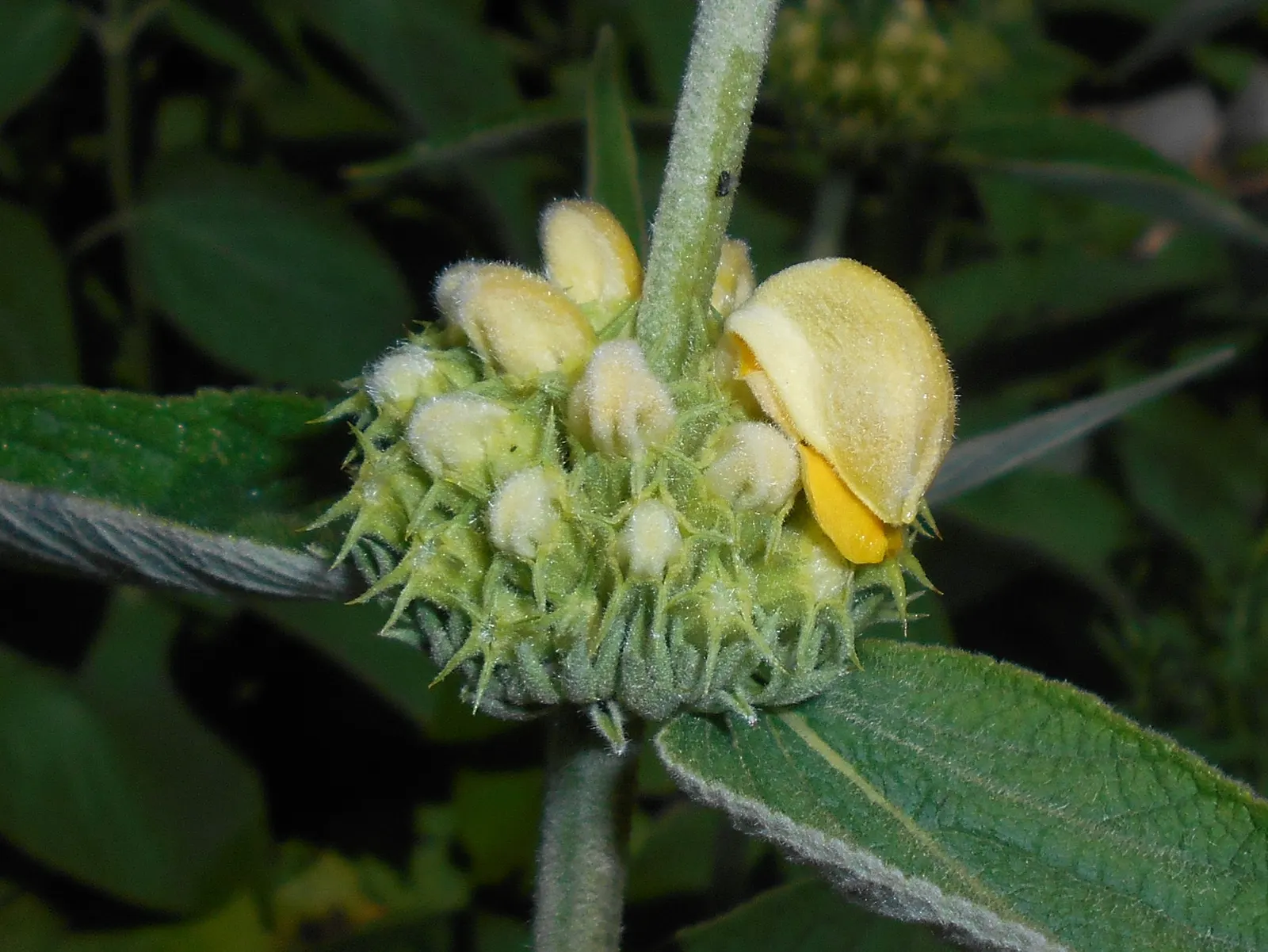 Sticky Jerusalem Sage (Phlomis russeliana) — commonly known as Sticky Jerusalem Sage; thriving in zones 5-9, it reaches up to 3-4 feet in height, image 53