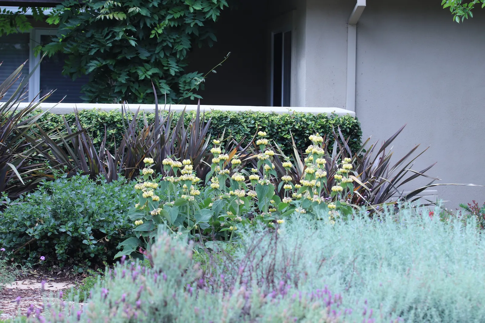 Sticky Jerusalem Sage (Phlomis russeliana) — Blooms appear in early to mid-summer