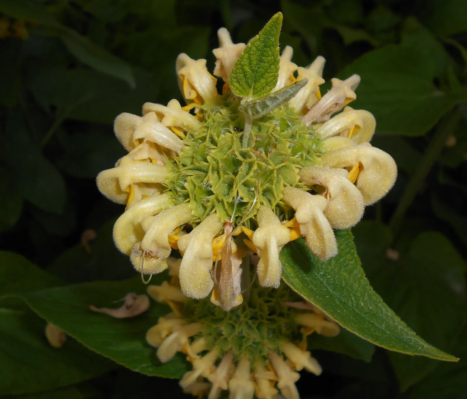 Sticky Jerusalem Sage (Phlomis russeliana) — The robust structure of the Phlomis russeliana's stalks contributes to the winter interest in the garden; with