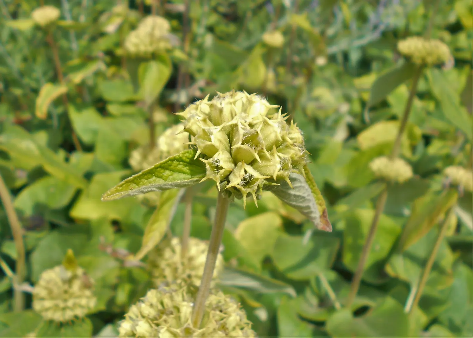 Sticky Jerusalem Sage (Phlomis russeliana) — adding a dynamic layer of interactivity to the garden space.<br><br>The foliage is equally impressive; yellow