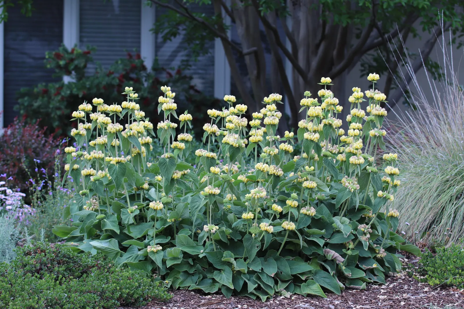 Sticky Jerusalem Sage (Phlomis russeliana) — Drought-tolerant and deer-resistant; blooming profusely in late spring to early summer