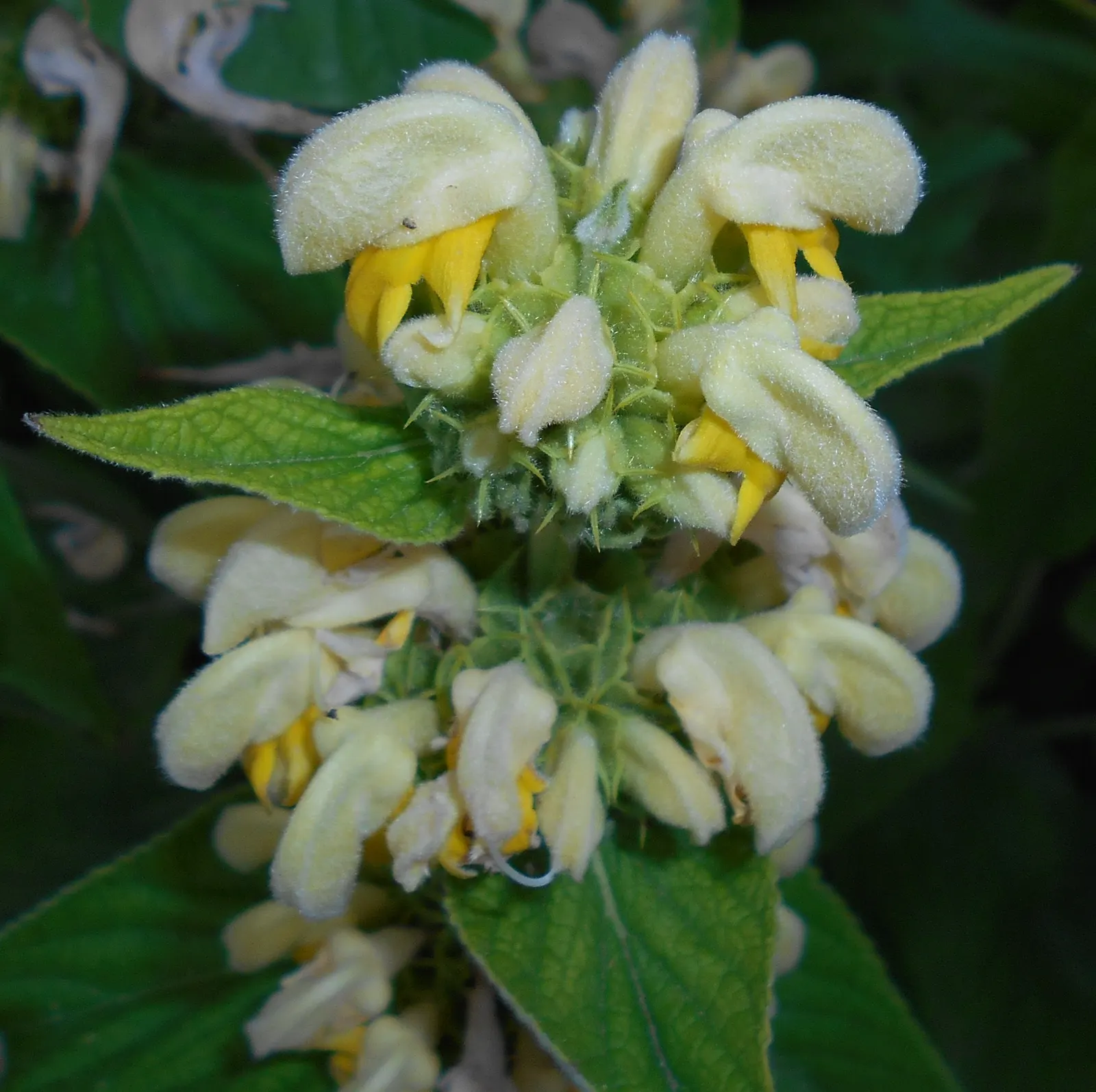 Sticky Jerusalem Sage (Phlomis russeliana) — pruning is often reserved for early spring to make way for new growth; is a robust perennial with woolly
