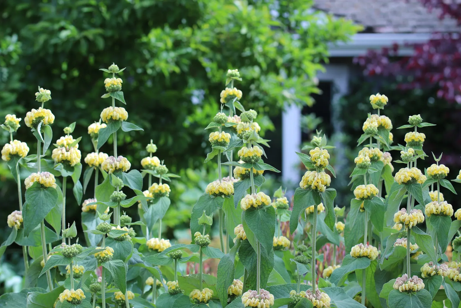 Sticky Jerusalem Sage (Phlomis russeliana) — This plant's coarse-textured foliage provides an excellent contrast to finer-leaved plants; perennial / shrub for