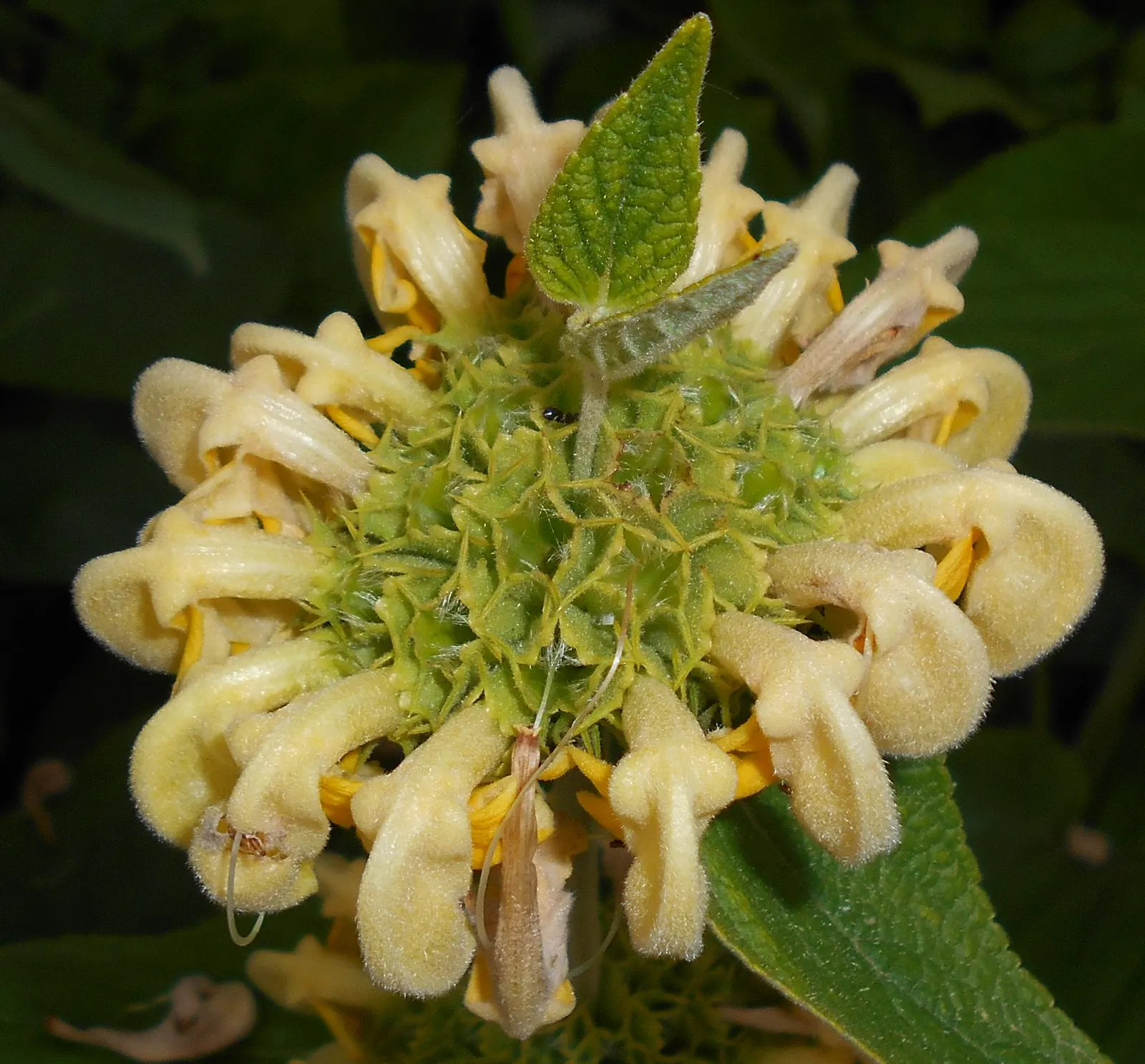 Sticky Jerusalem Sage (Phlomis russeliana) — Introducing the Phlomis russeliana; blooms appear in early to mid-summer