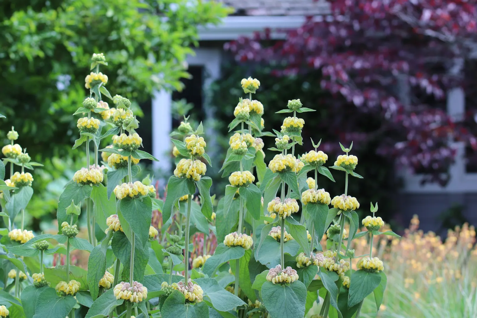 Sticky Jerusalem Sage (Phlomis russeliana) — woolly leaves that can grow up to 4 inches long