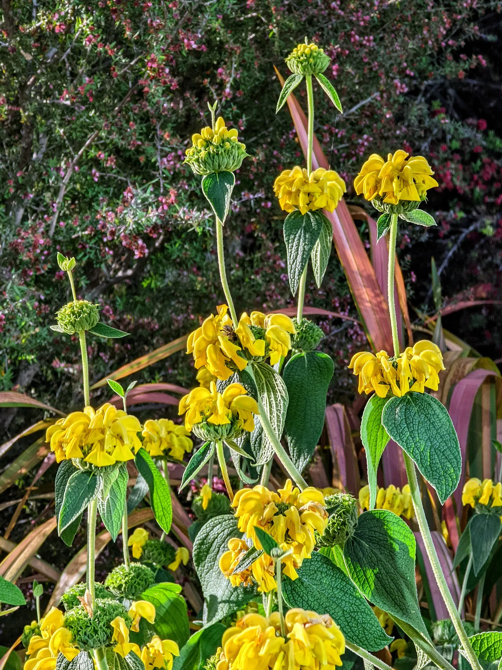 Sticky Jerusalem Sage (Phlomis russeliana) — heart-shaped leaves and captivating whorls of yellow
