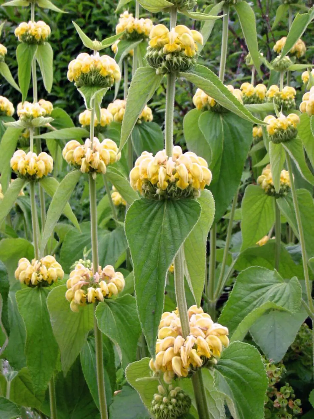 Sticky Jerusalem Sage (Phlomis russeliana) — commonly known as Sticky Jerusalem Sage