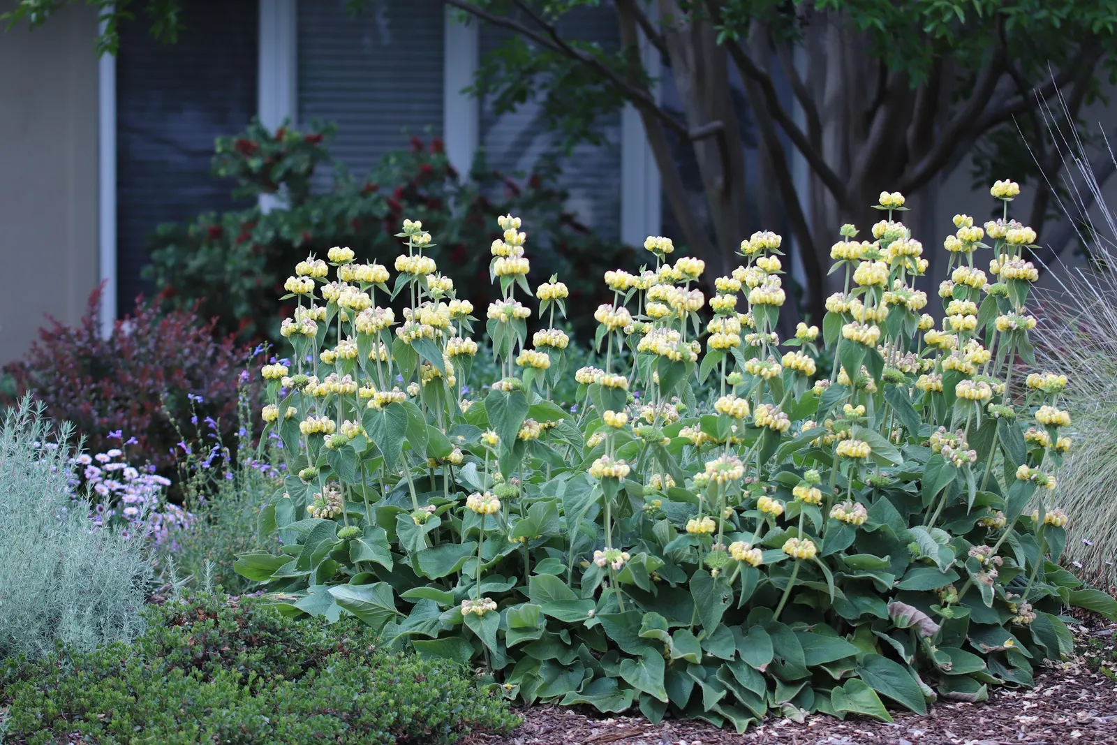 Sticky Jerusalem Sage (Phlomis russeliana) — woolly leaves that can grow up to 4 inches long; adaptable to various soils, it prefers full sun to partial shade