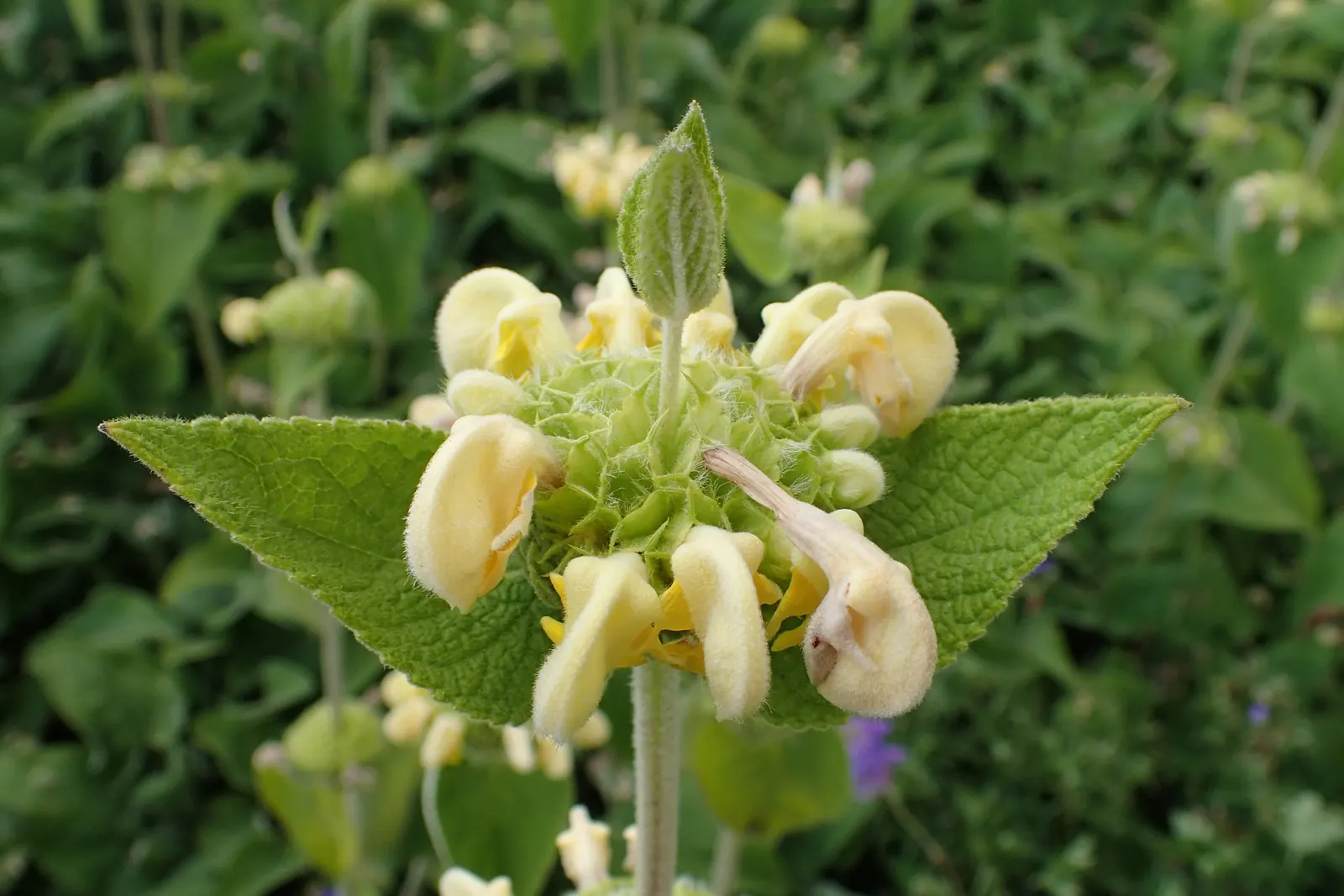 Sticky Jerusalem Sage (Phlomis russeliana) — The leaves are slightly sticky to the touch, hence the common name