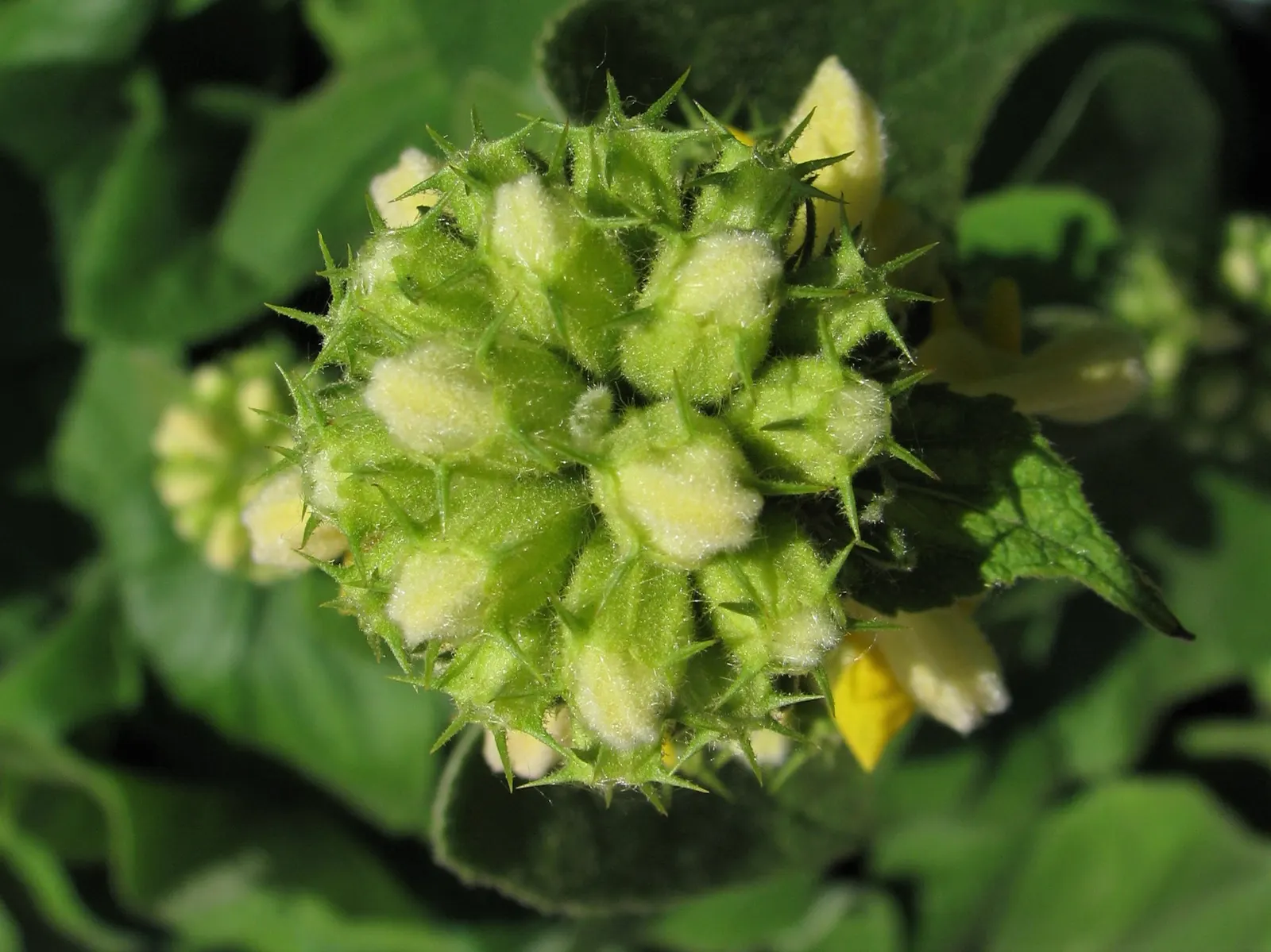 Sticky Jerusalem Sage (Phlomis russeliana) — featuring a rich sage green color