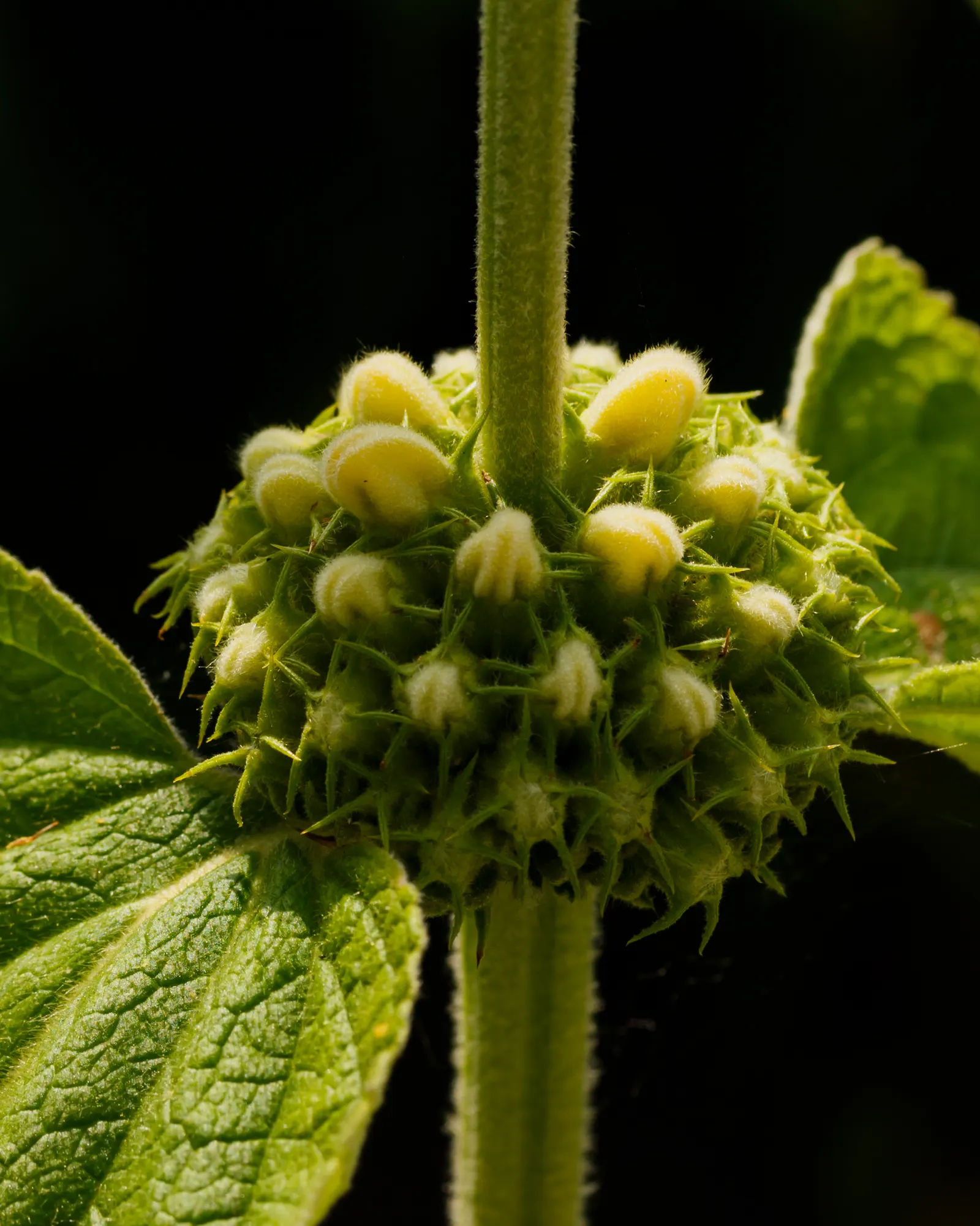 Sticky Jerusalem Sage (Phlomis russeliana) — blooming profusely in late spring to early summer