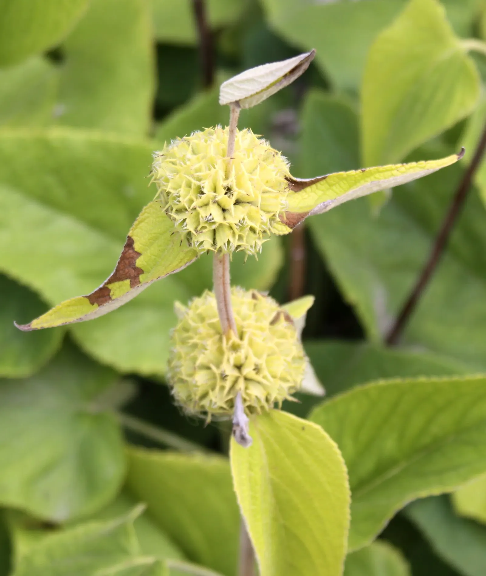 Sticky Jerusalem Sage (Phlomis russeliana) — perennial / shrub for full; pruning is often reserved for early spring to make way for new growth