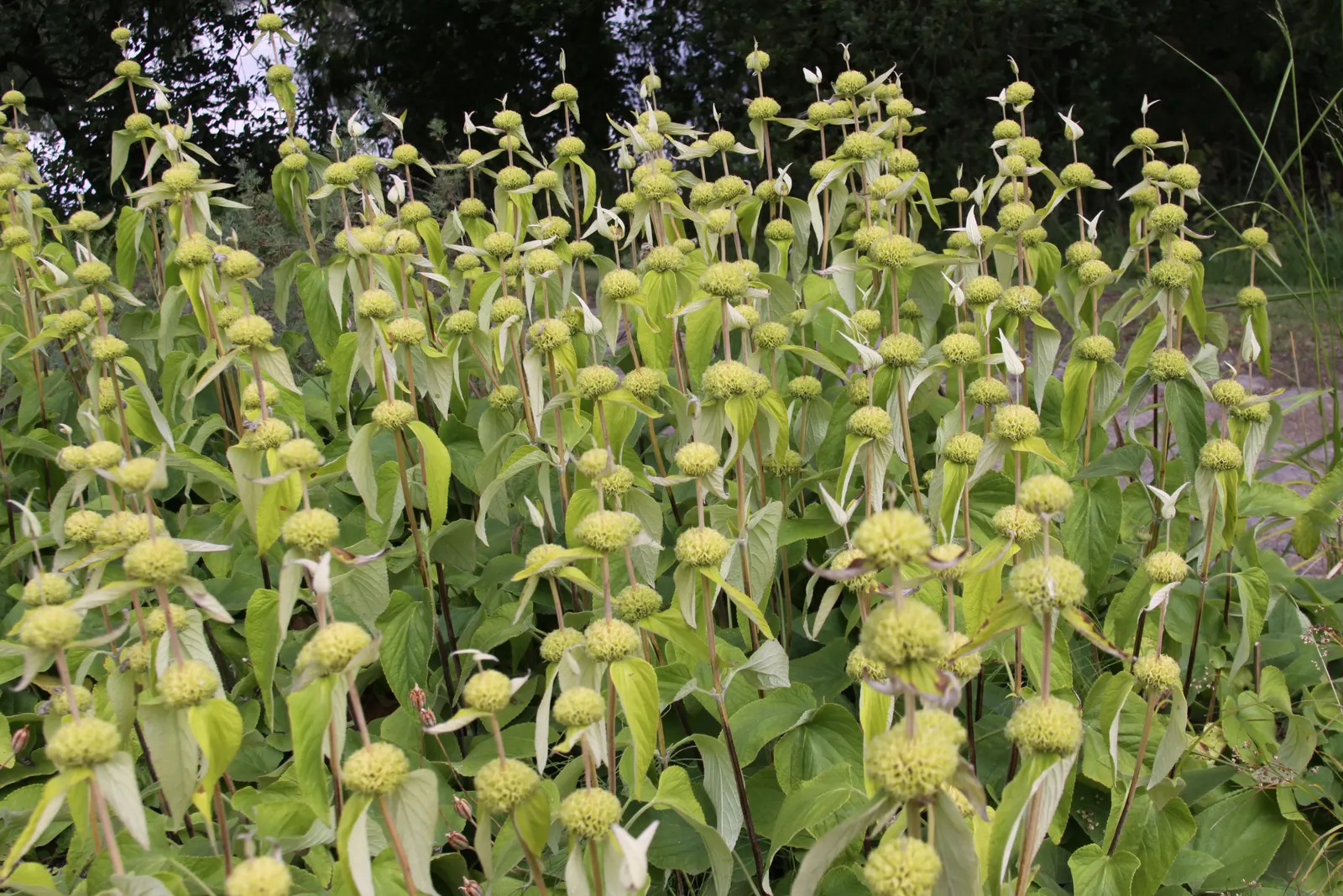 Sticky Jerusalem Sage (Phlomis russeliana) — requiring minimal water and making it suitable for xeriscaping; it provides excellent texture and vertical