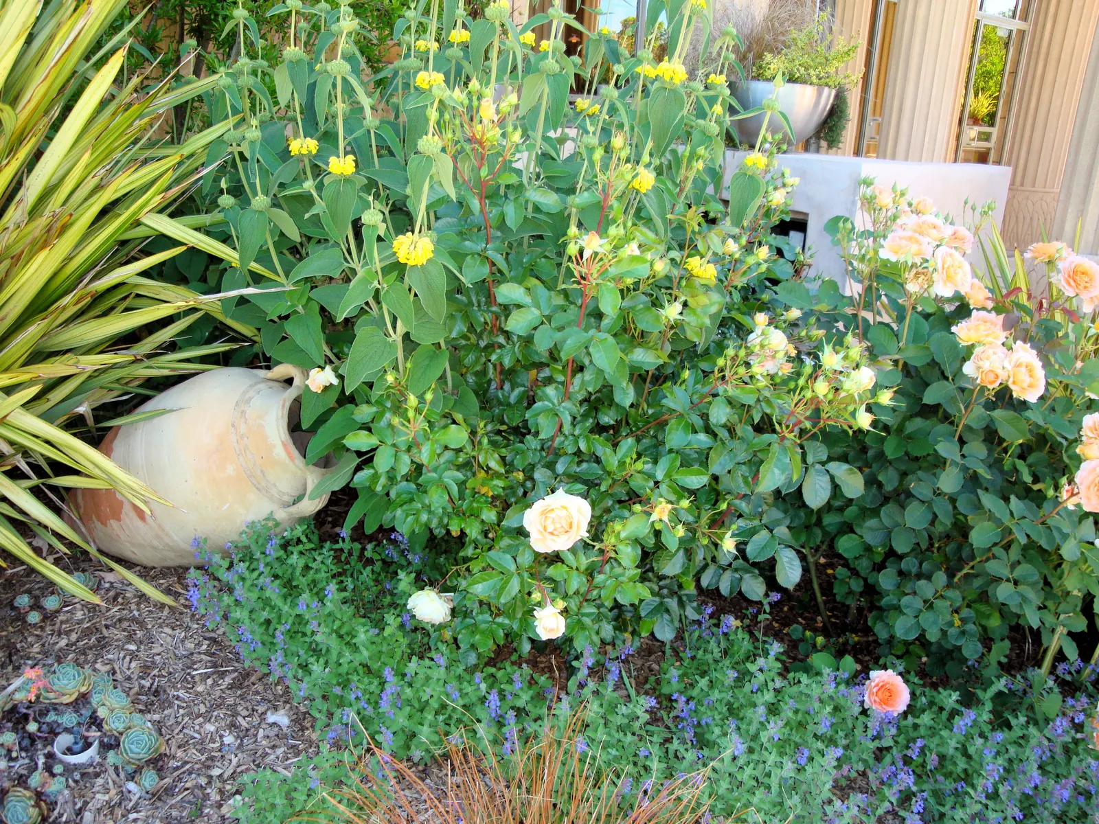 Sticky Jerusalem Sage (Phlomis russeliana) — Thriving in zones 5-9, it reaches up to 3-4 feet in height and spreads 2-3 feet; perennial / shrub, image 56