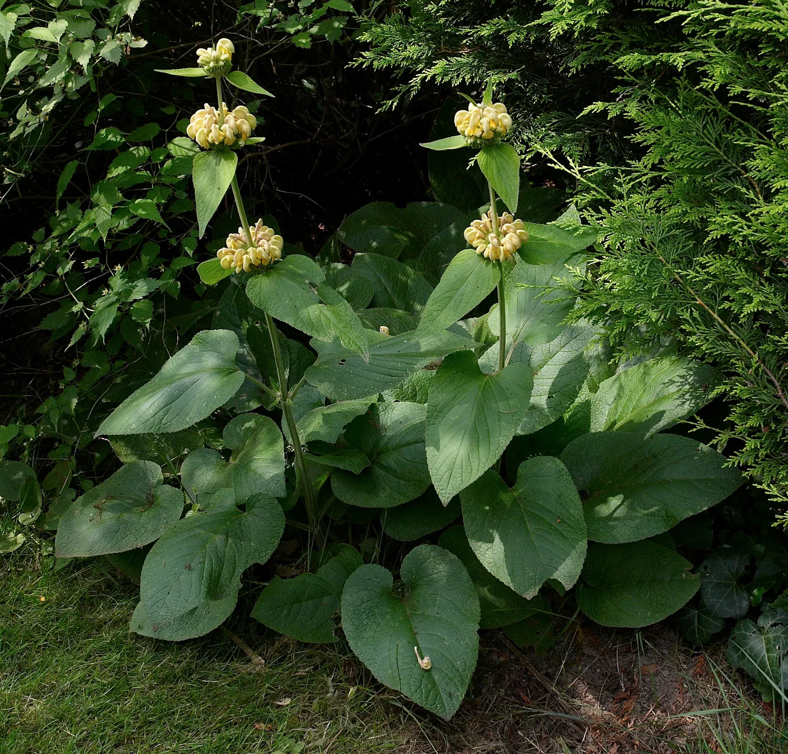 Sticky Jerusalem Sage (Phlomis russeliana) — Thriving in zones 5-9, it reaches up to 3-4 feet in height and spreads 2-3 feet