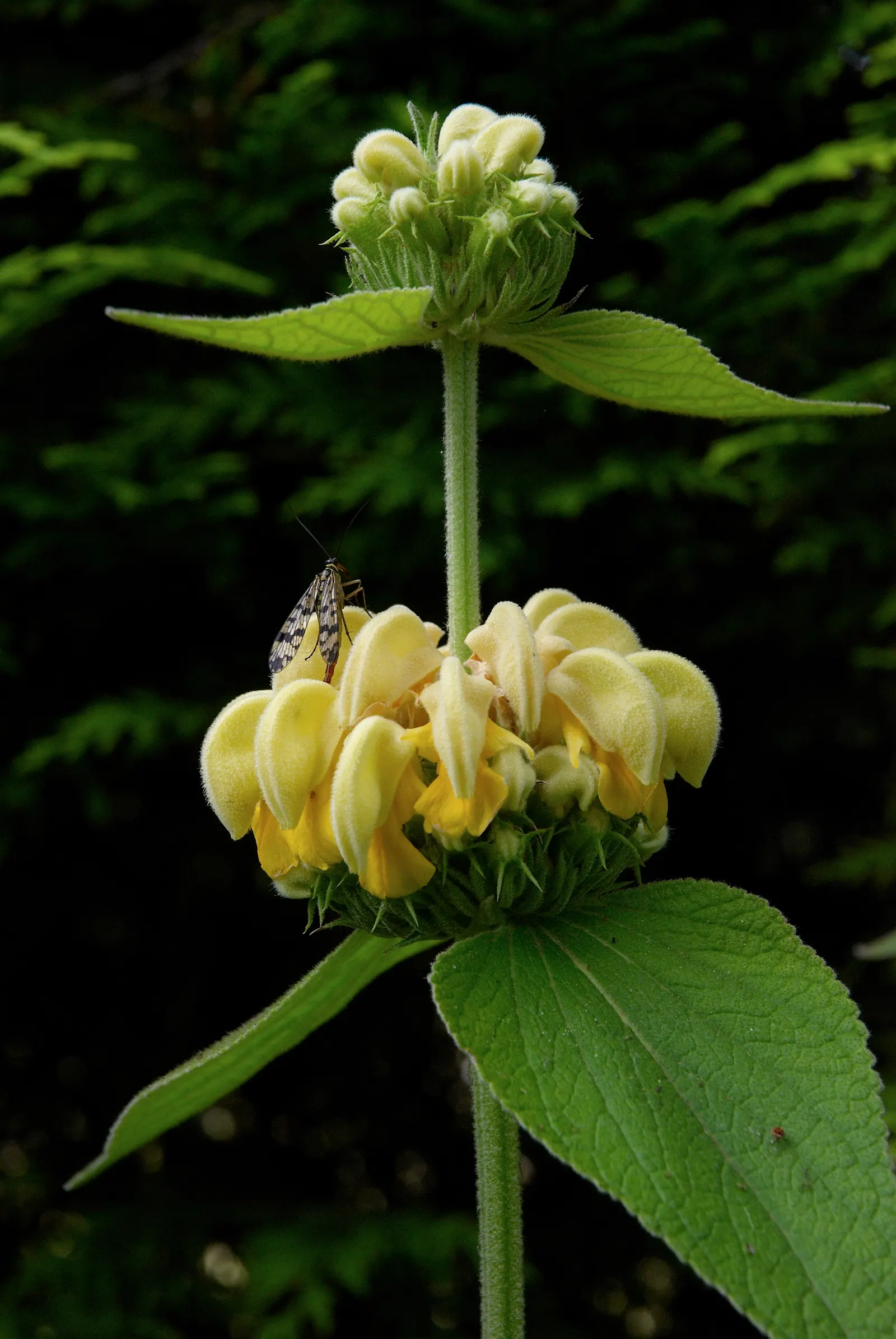 Sticky Jerusalem Sage (Phlomis russeliana) — Blooms appear in early to mid-summer; commonly known as Sticky Jerusalem Sage