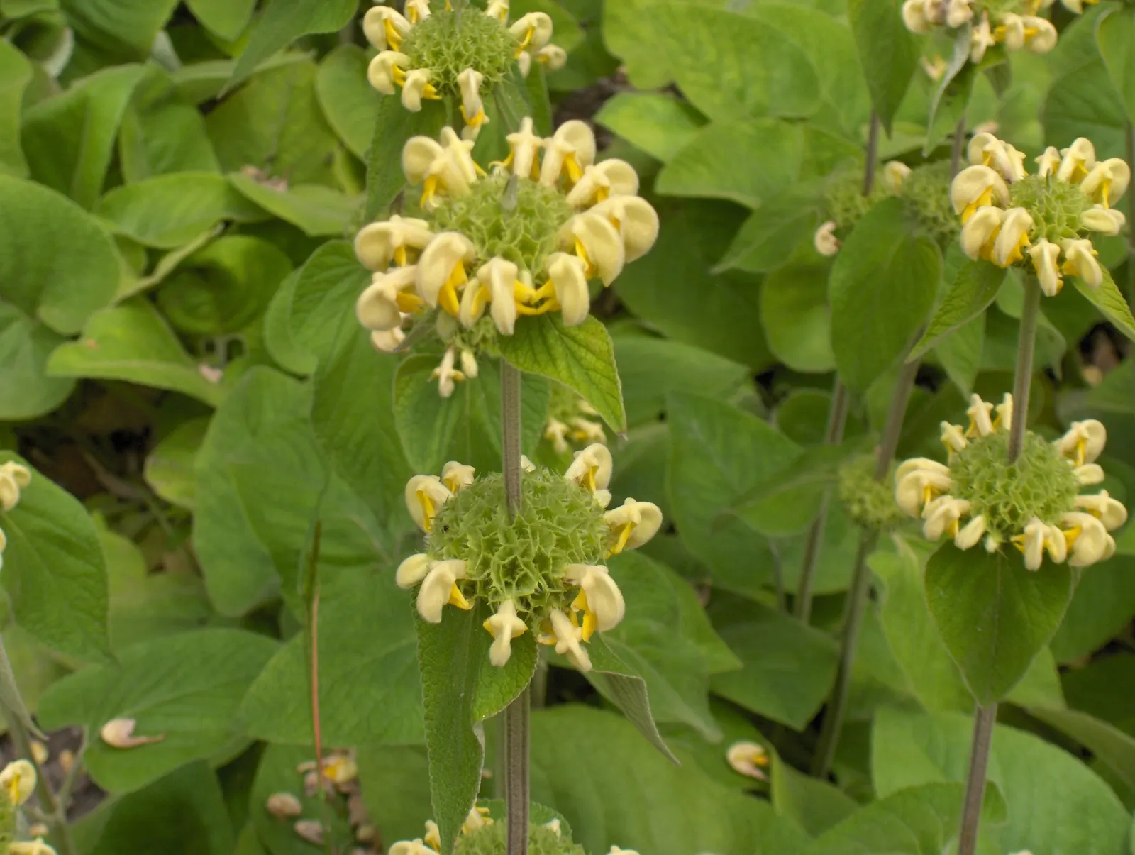 Sticky Jerusalem Sage (Phlomis russeliana) — hooded flowers that encircle the square; heart-shaped leaves and captivating whorls of yellow