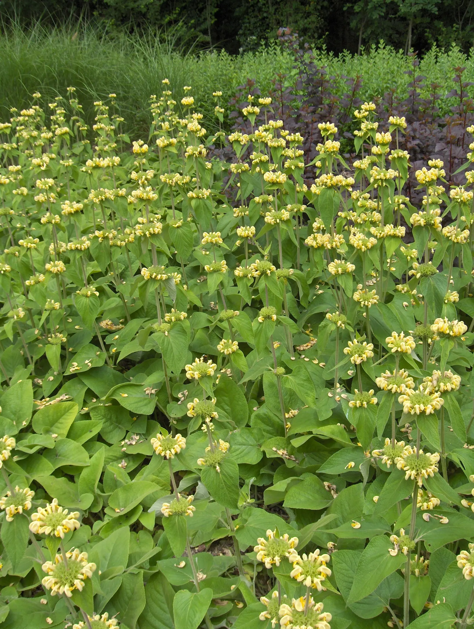 Sticky Jerusalem Sage (Phlomis russeliana) — The leaves are slightly sticky to the touch, hence the common name; this plant's coarse-textured foliage provides
