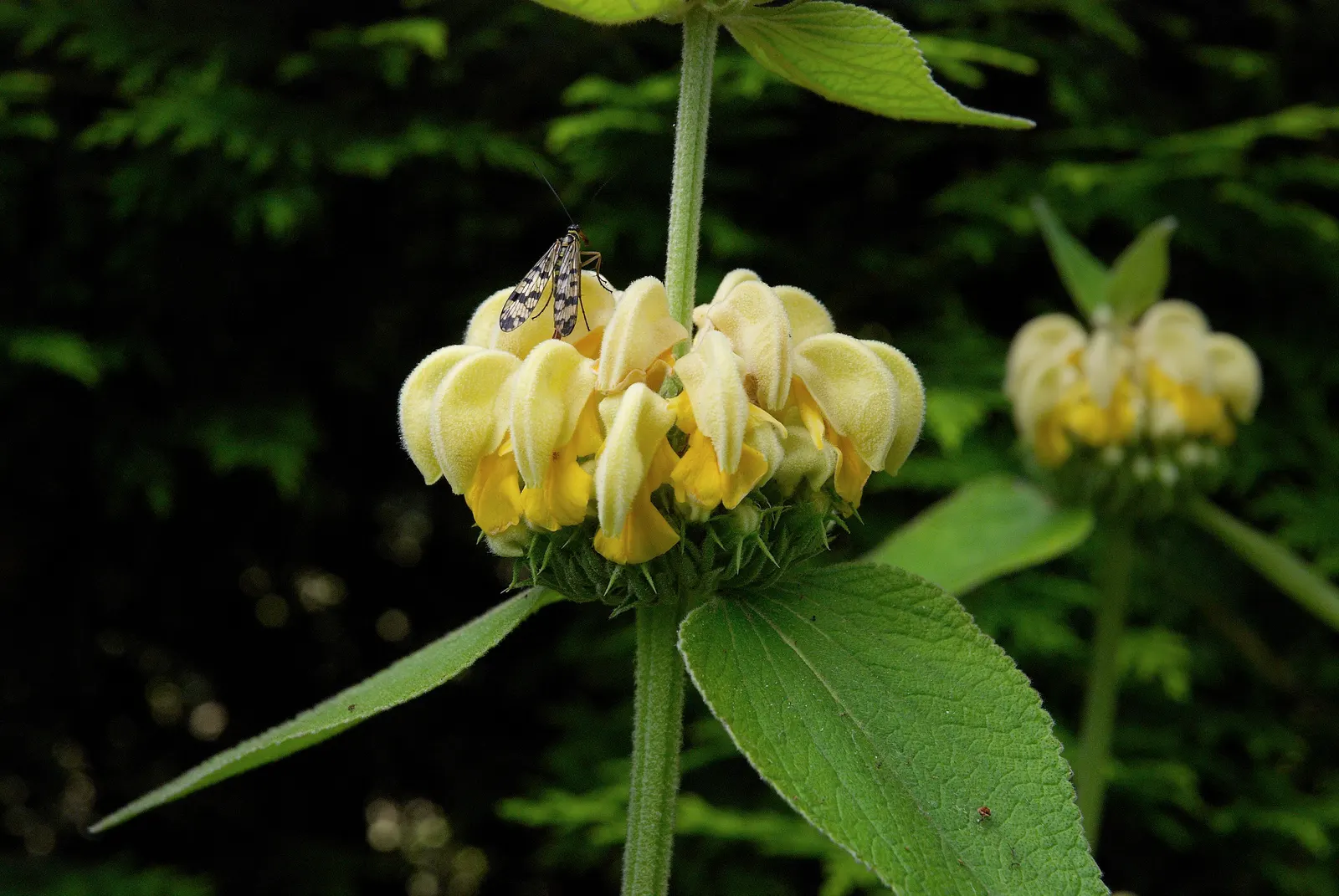Sticky Jerusalem Sage (Phlomis russeliana) — is a robust perennial with woolly; the Sticky Jerusalem Sage can reach heights of approximately 3 to 4 feet and