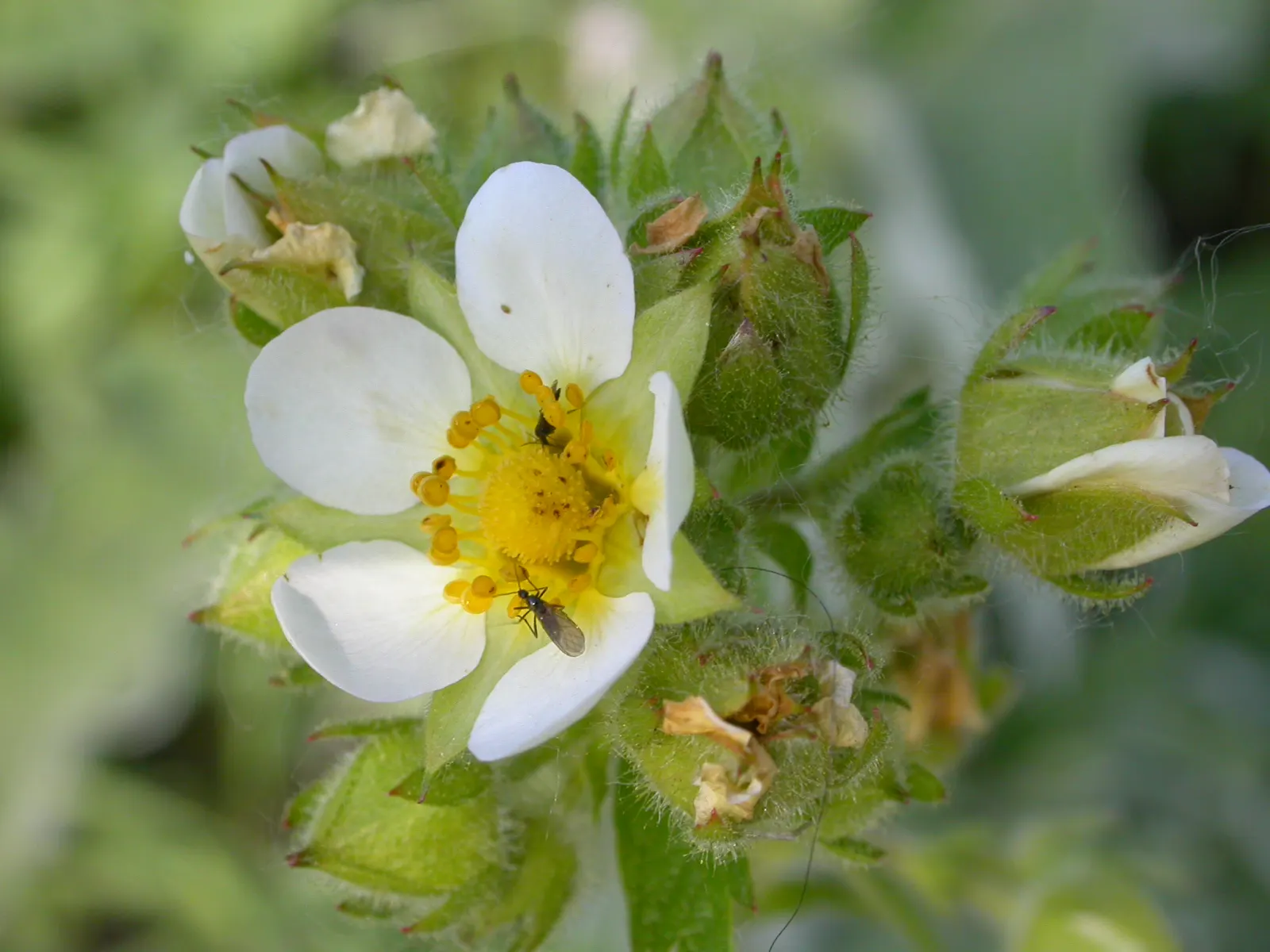 Sticky Cinquefoil (Potentilla Glandulosa) — rustic appeal to any garden space
