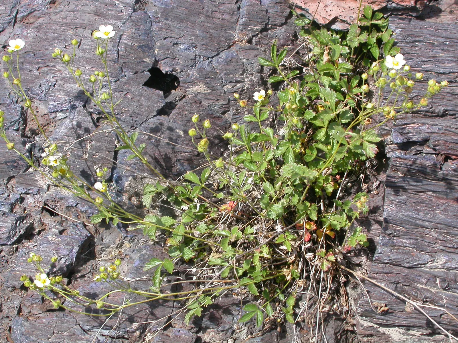Sticky Cinquefoil (Potentilla Glandulosa) — It performs best in well-drained soils but can tolerate occasional dry spells once established