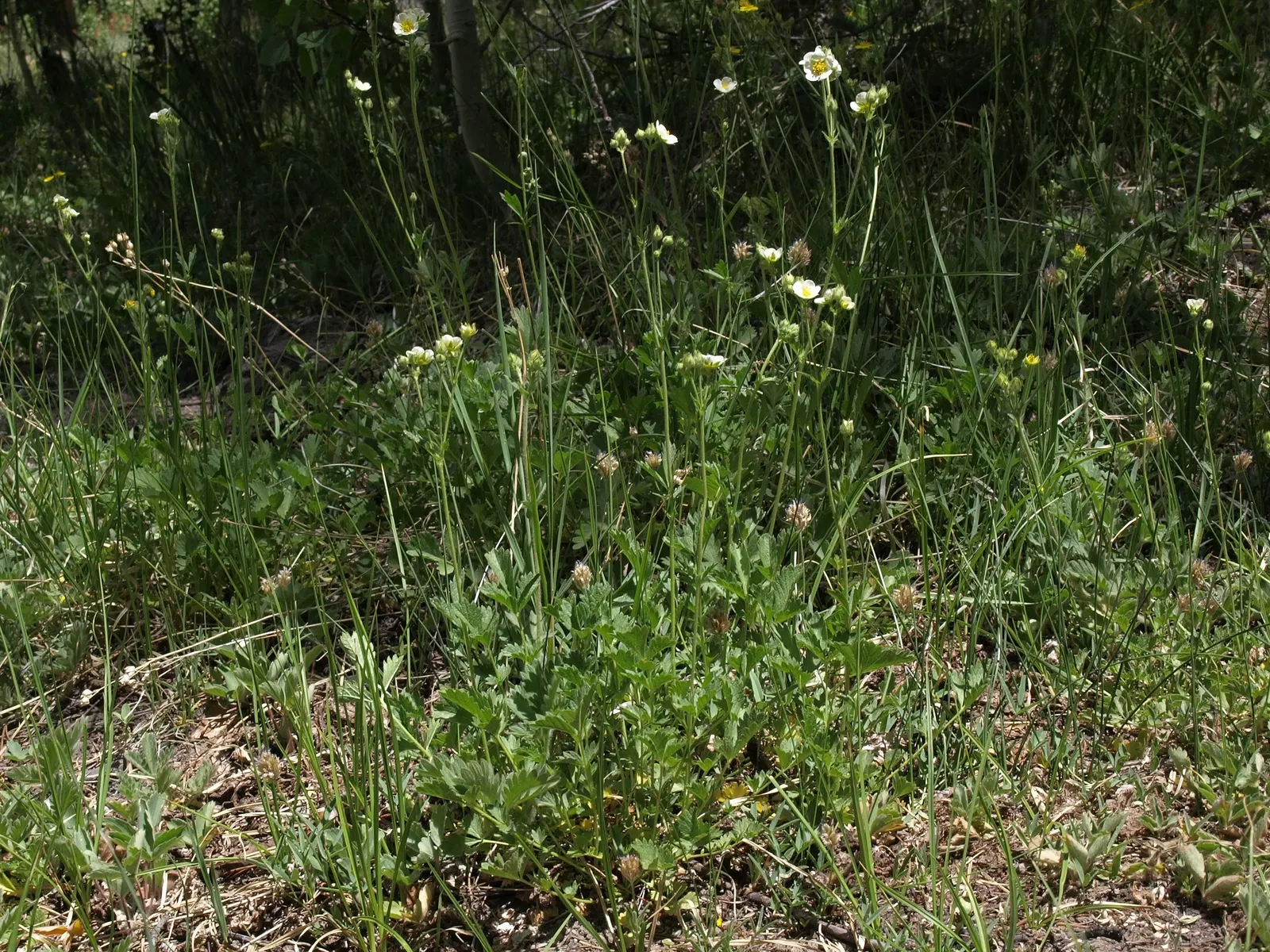 Sticky Cinquefoil (Potentilla Glandulosa) — is a resilient perennial herb that thrives in USDA zones 3-7
