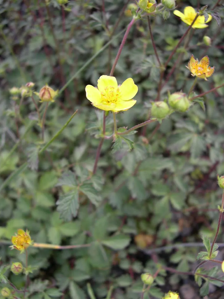 Sticky Cinquefoil (Potentilla Glandulosa) — is a charming and versatile perennial herb that brings a natural