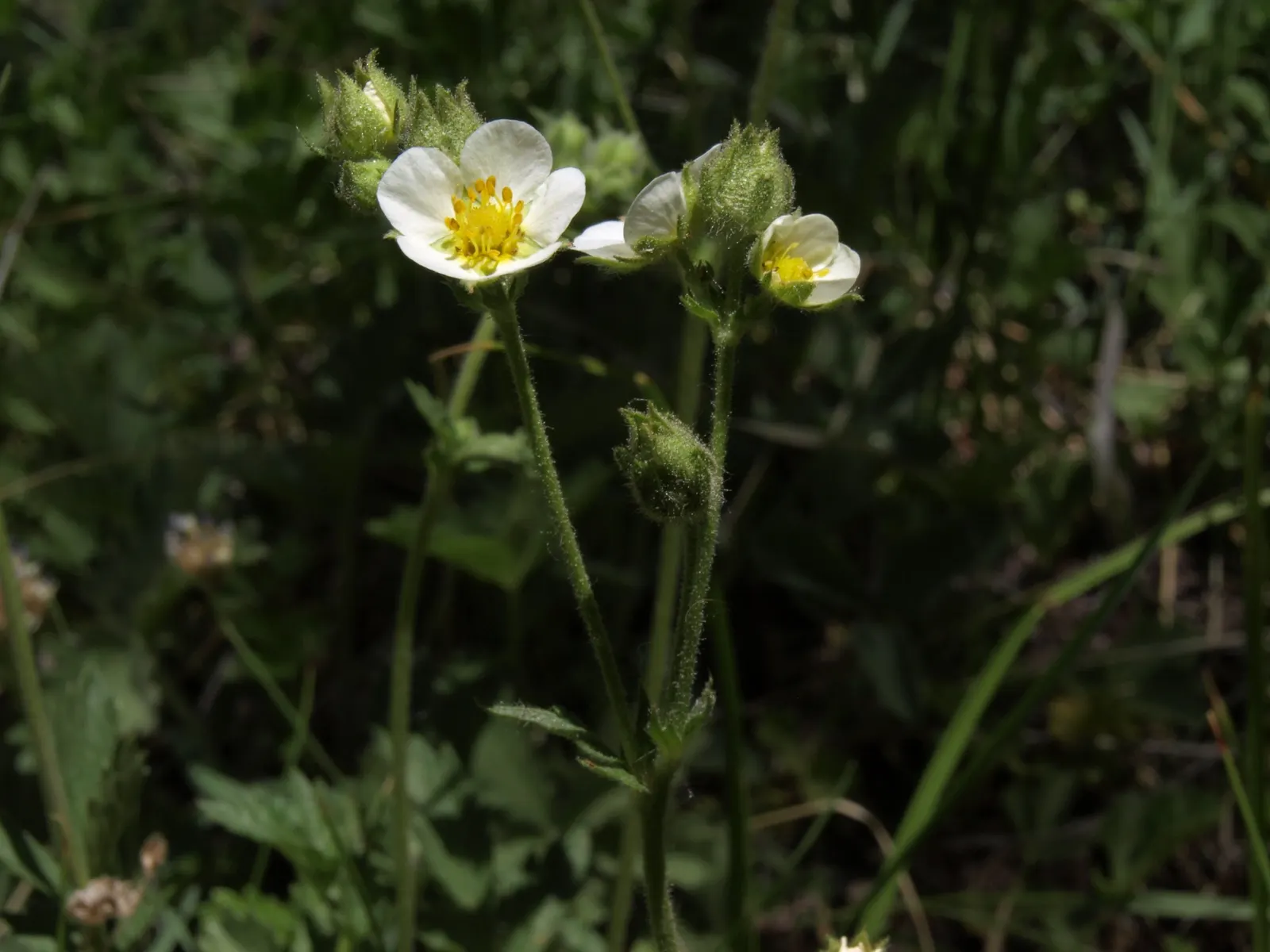 Sticky Cinquefoil (Potentilla Glandulosa) — create an eye-catching display against the green foliage and attract a variety of pollinators