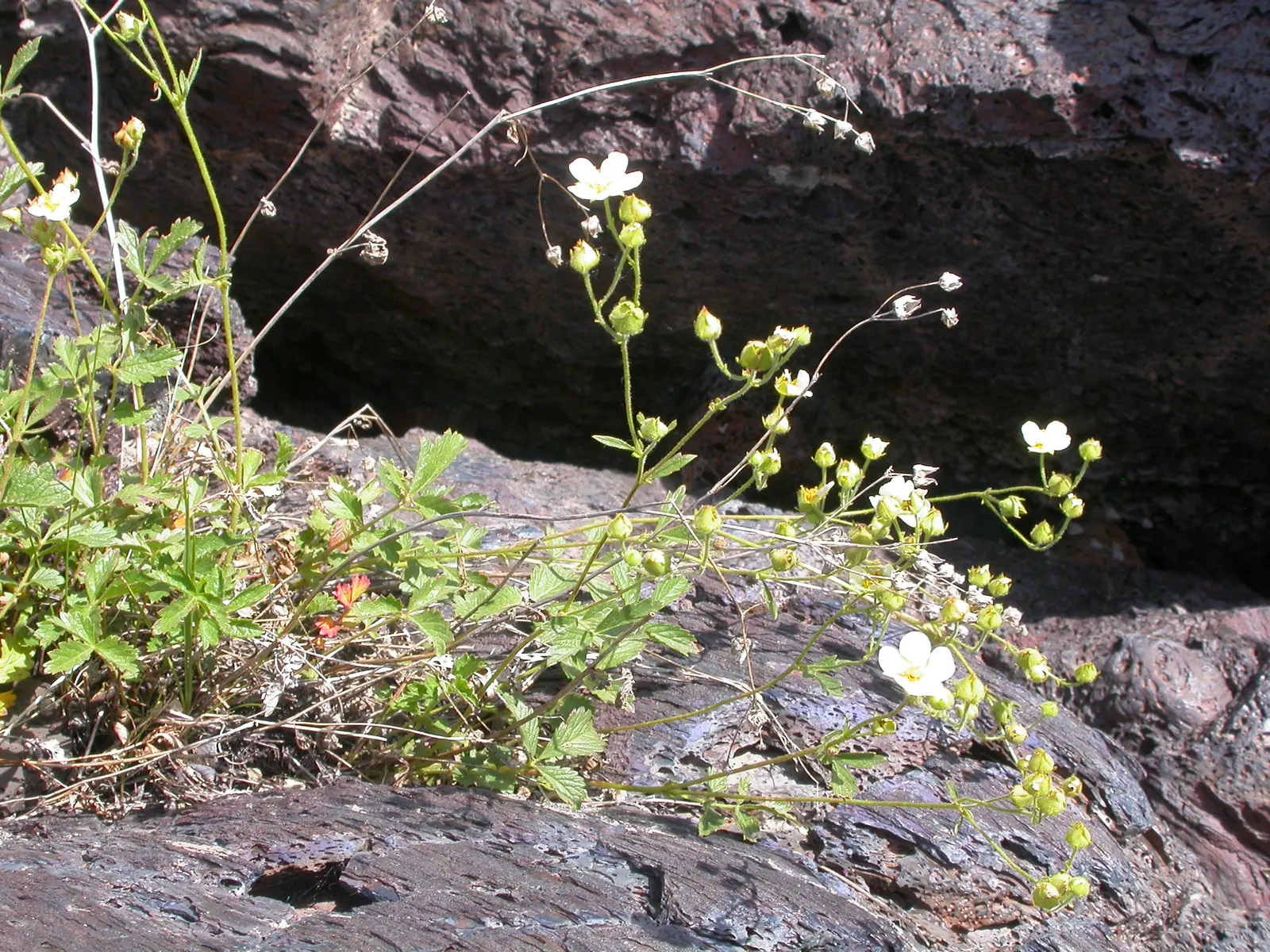 Sticky Cinquefoil (Potentilla Glandulosa) — the plants reach a height and spread of about 1 to 2 feet