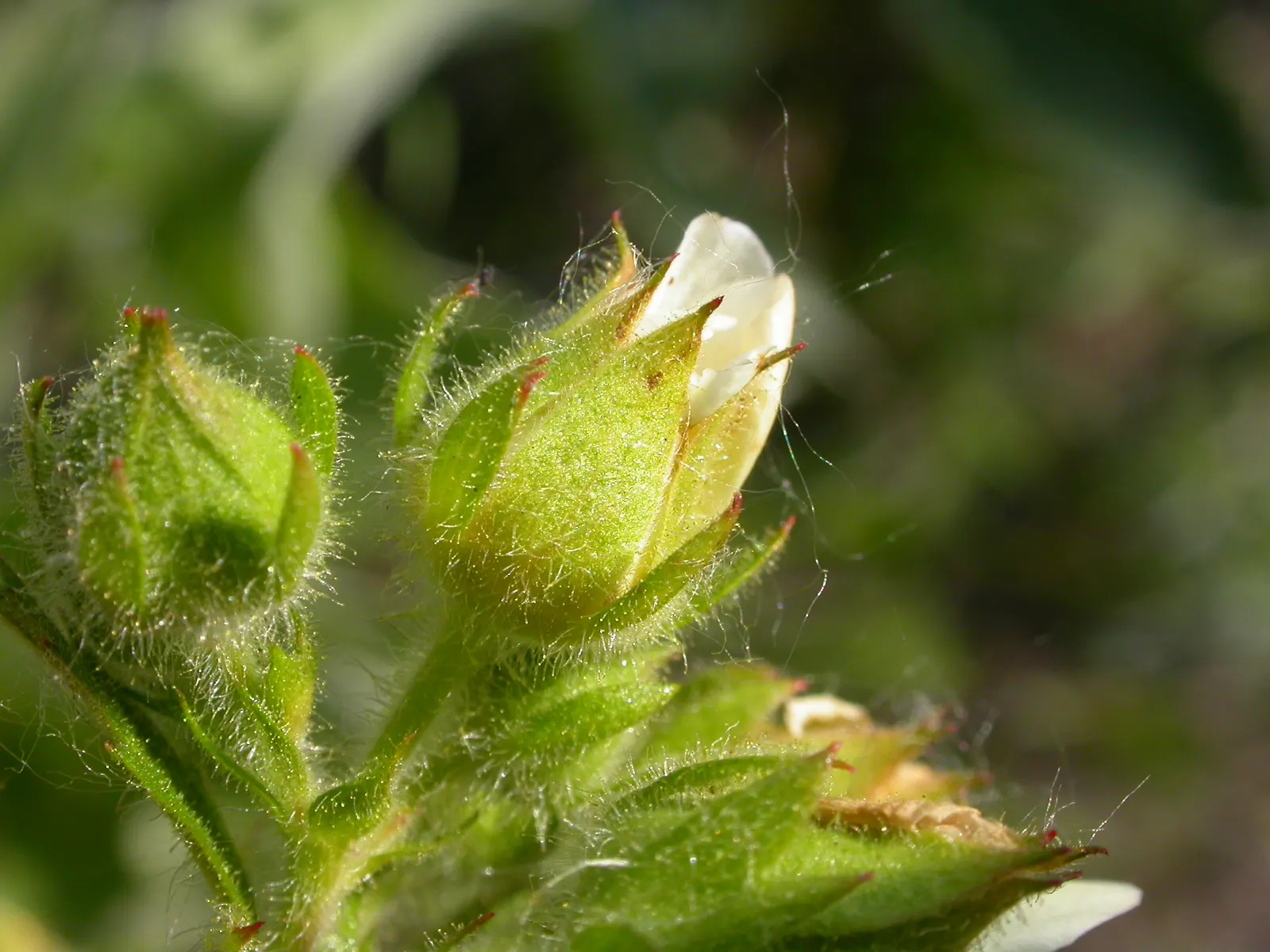Sticky Cinquefoil (Potentilla Glandulosa) — each composed of five heart-shaped petals