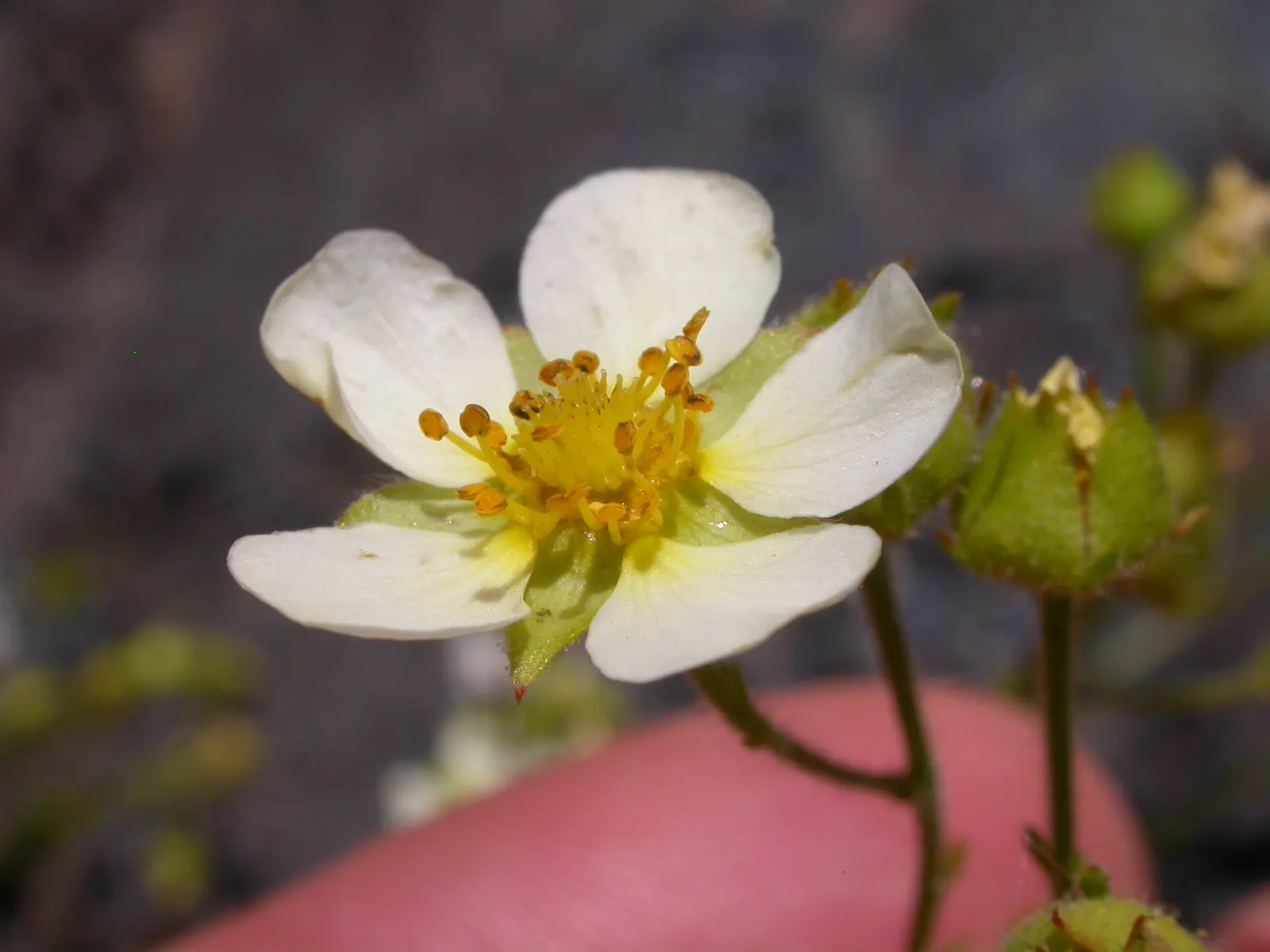 Sticky Cinquefoil (Potentilla Glandulosa) — giving them a sticky texture.<br><br>Bearing bright yellow flowers