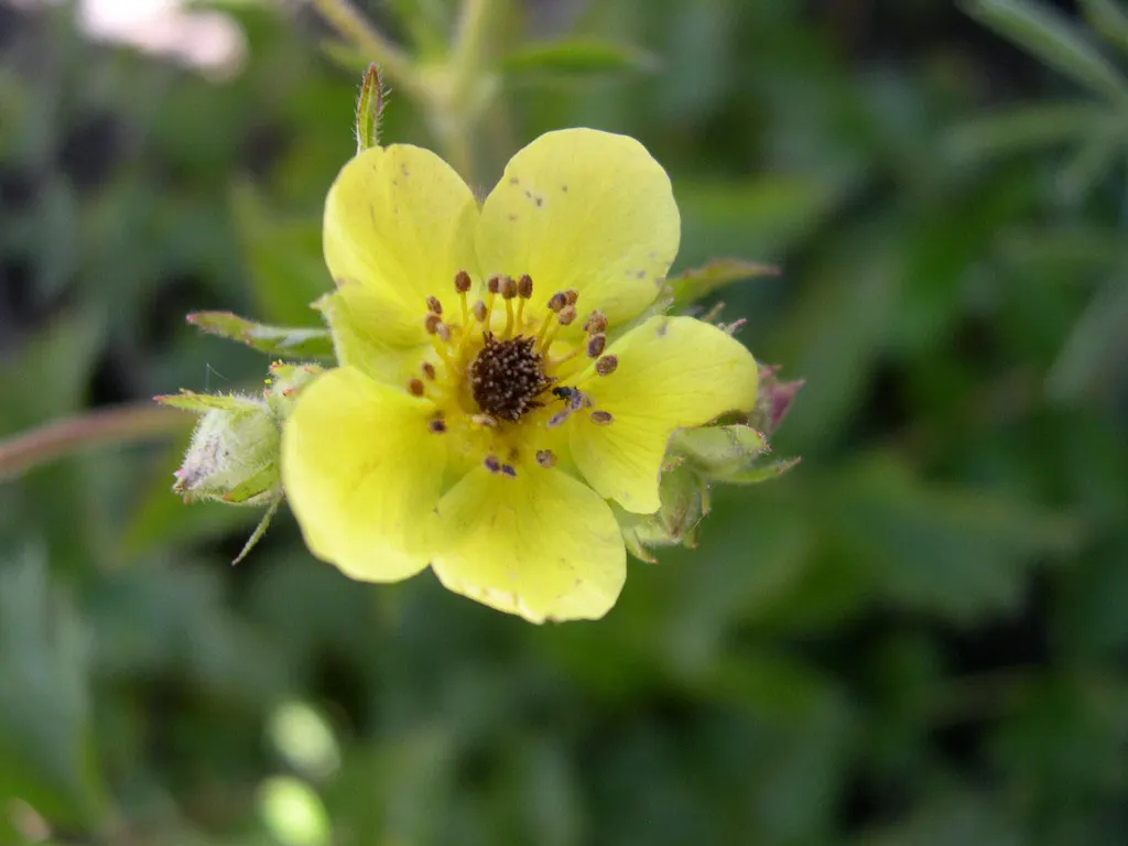 Sticky Cinquefoil (Potentilla Glandulosa) — spanning approximately 1.5 to 3 inches wide