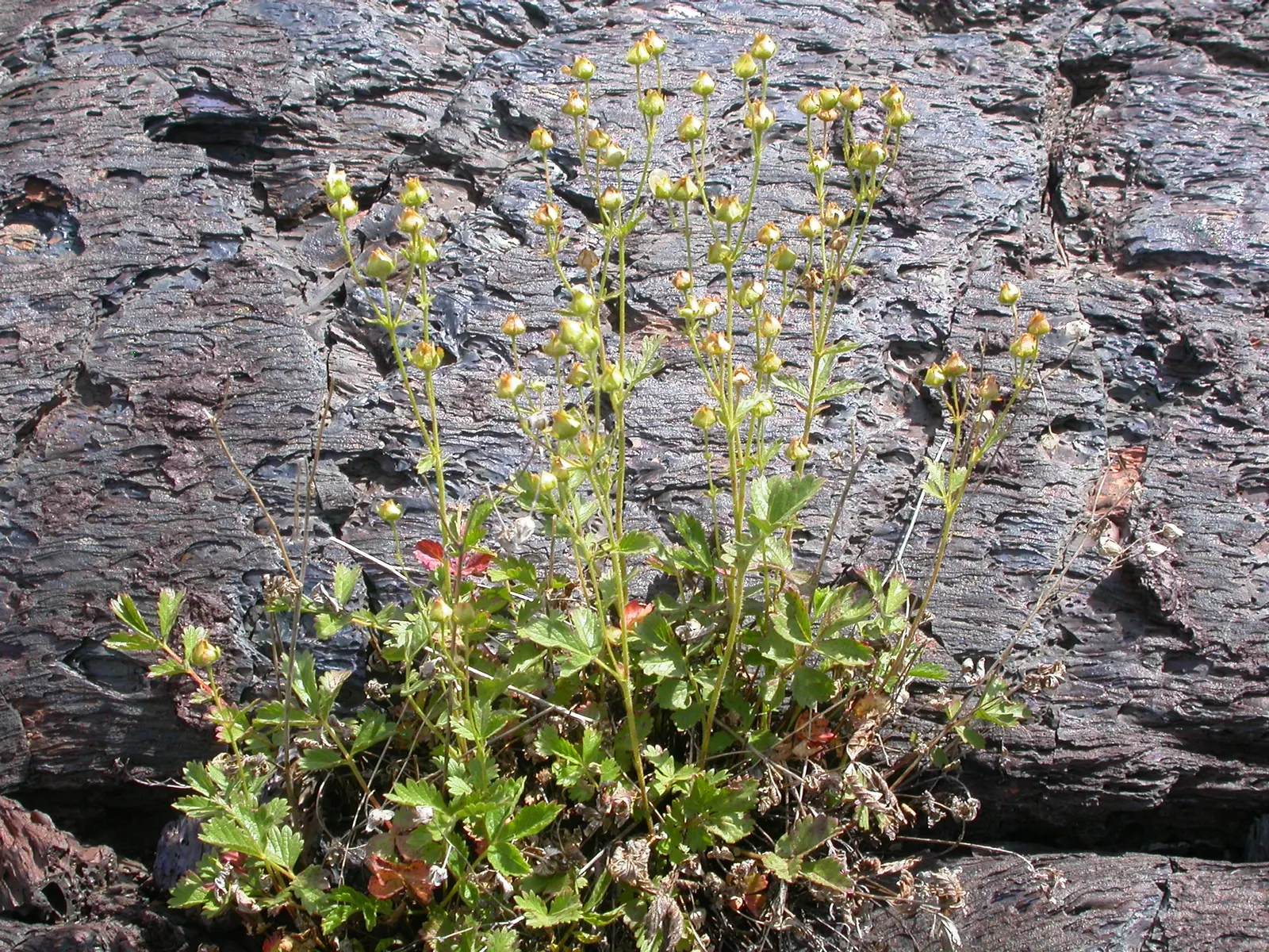 Sticky Cinquefoil (Potentilla Glandulosa) — Potentilla glandulosa thrives in USDA zones 3 through 8 and prefers full sun to partial shade exposure