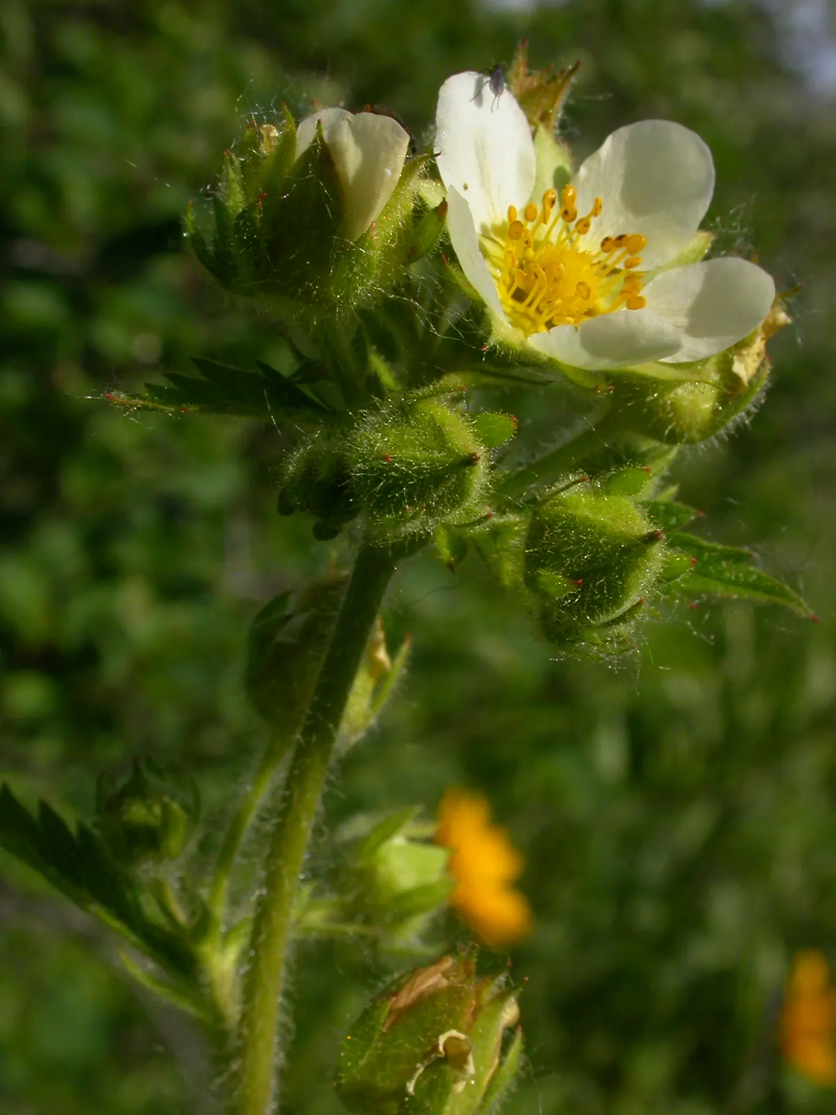 Sticky Cinquefoil (Potentilla Glandulosa) — arises from the glandular hairs that cover its stems