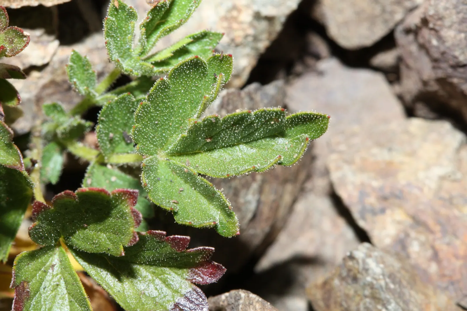 Sticky Cinquefoil (Potentilla Glandulosa) — typically about 0.5 to 1 inch in diameter