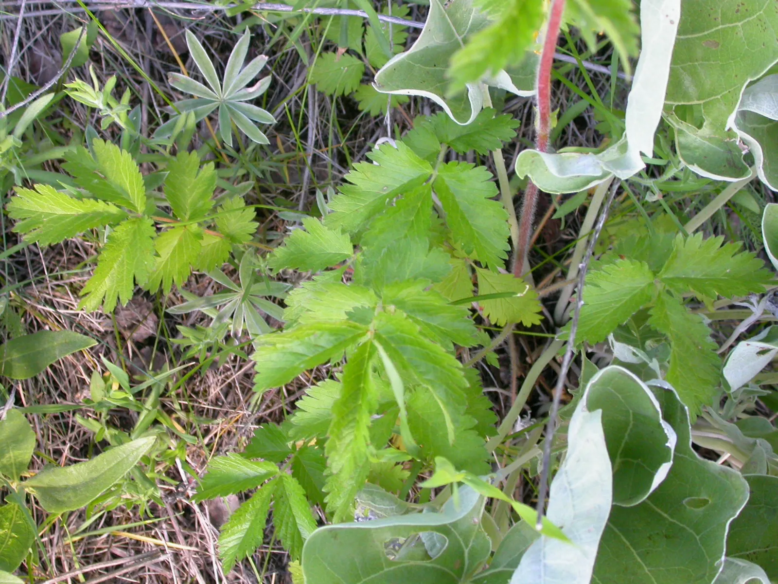 Sticky Cinquefoil (Potentilla Glandulosa) — It features yellow five-petaled flowers spanning 0.75-1 inch across atop stems reaching 1‚Äì2 feet high